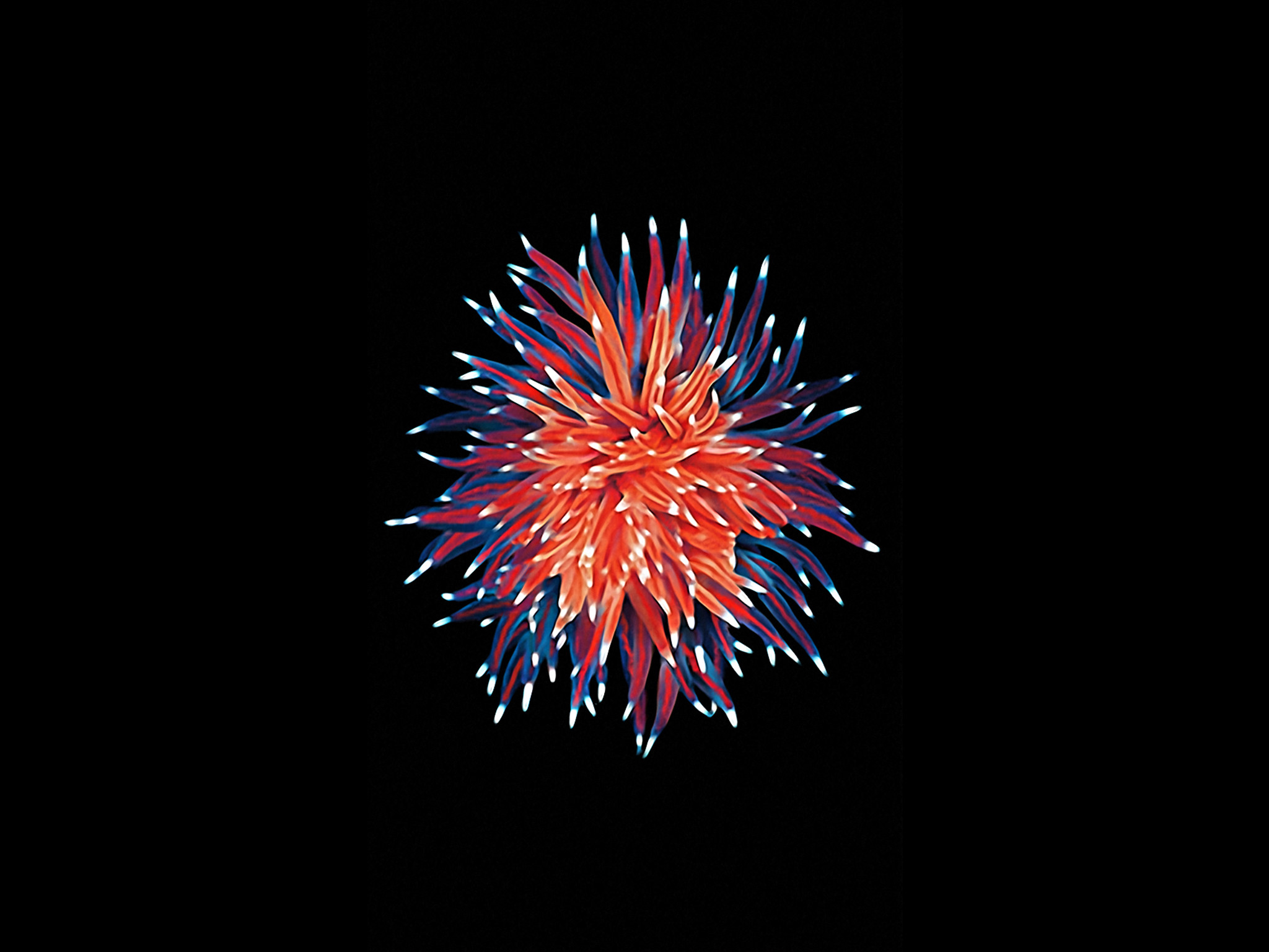 Fuochi d'artificio, Sfondo nero, Rosso e blu, wallpaper iPad
