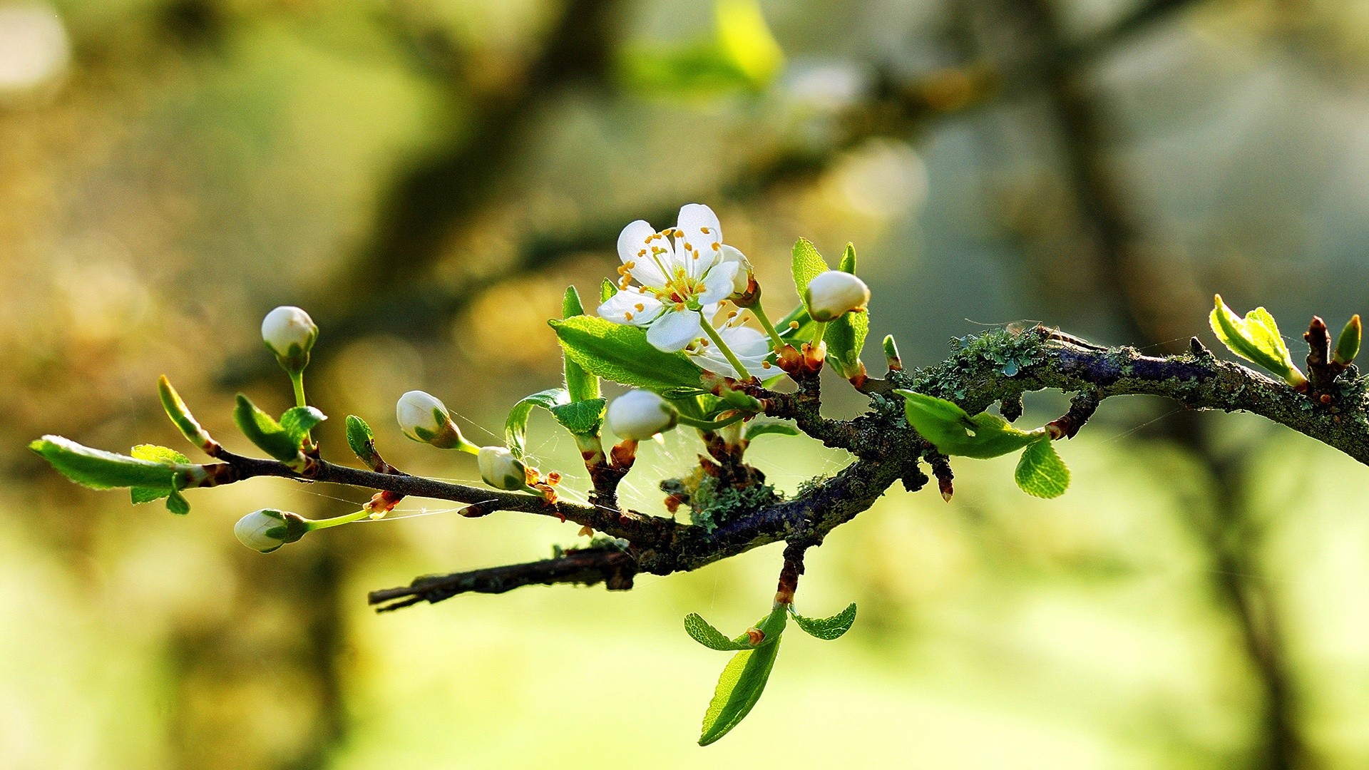 Ramo in fiore, Gemme, Bokeh, Verde, Full HD 1080p, sfondo desktop