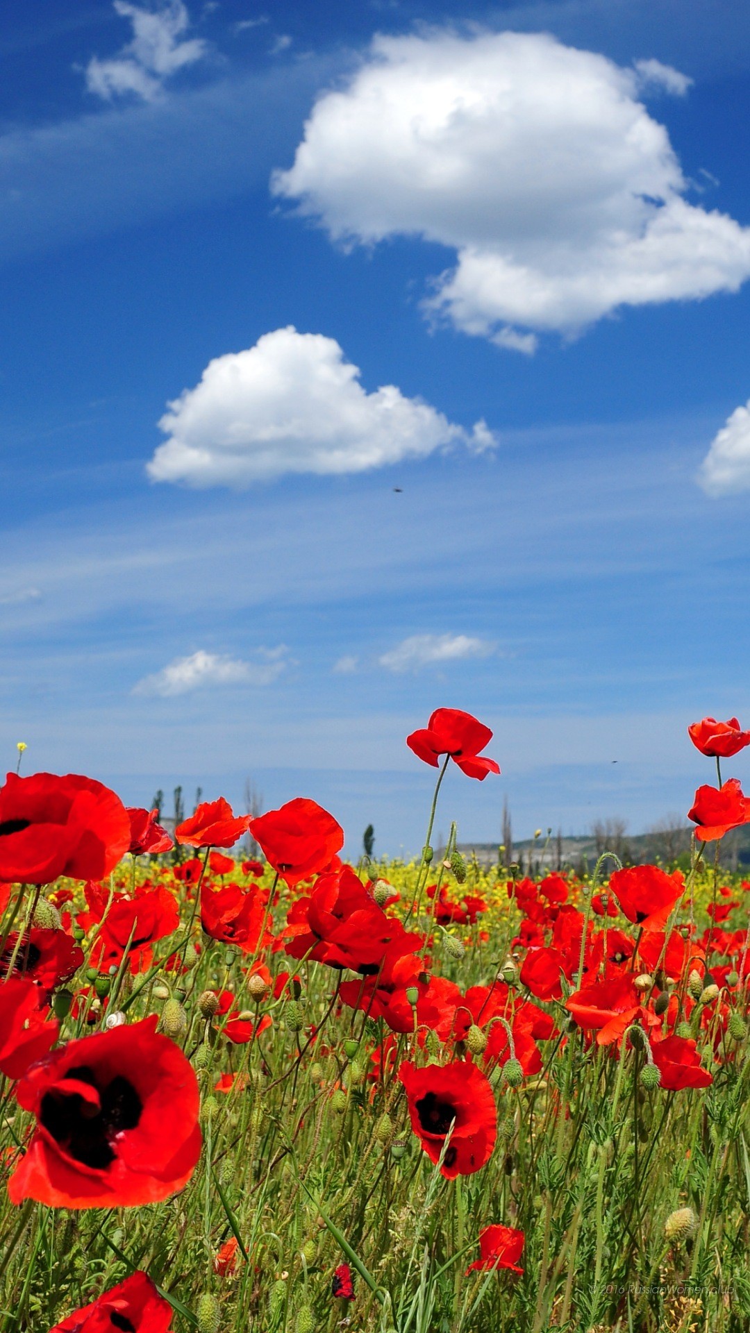 Papaveri, Campo, Nuvole, Cielo blu, Full HD, sfondo per smartphone