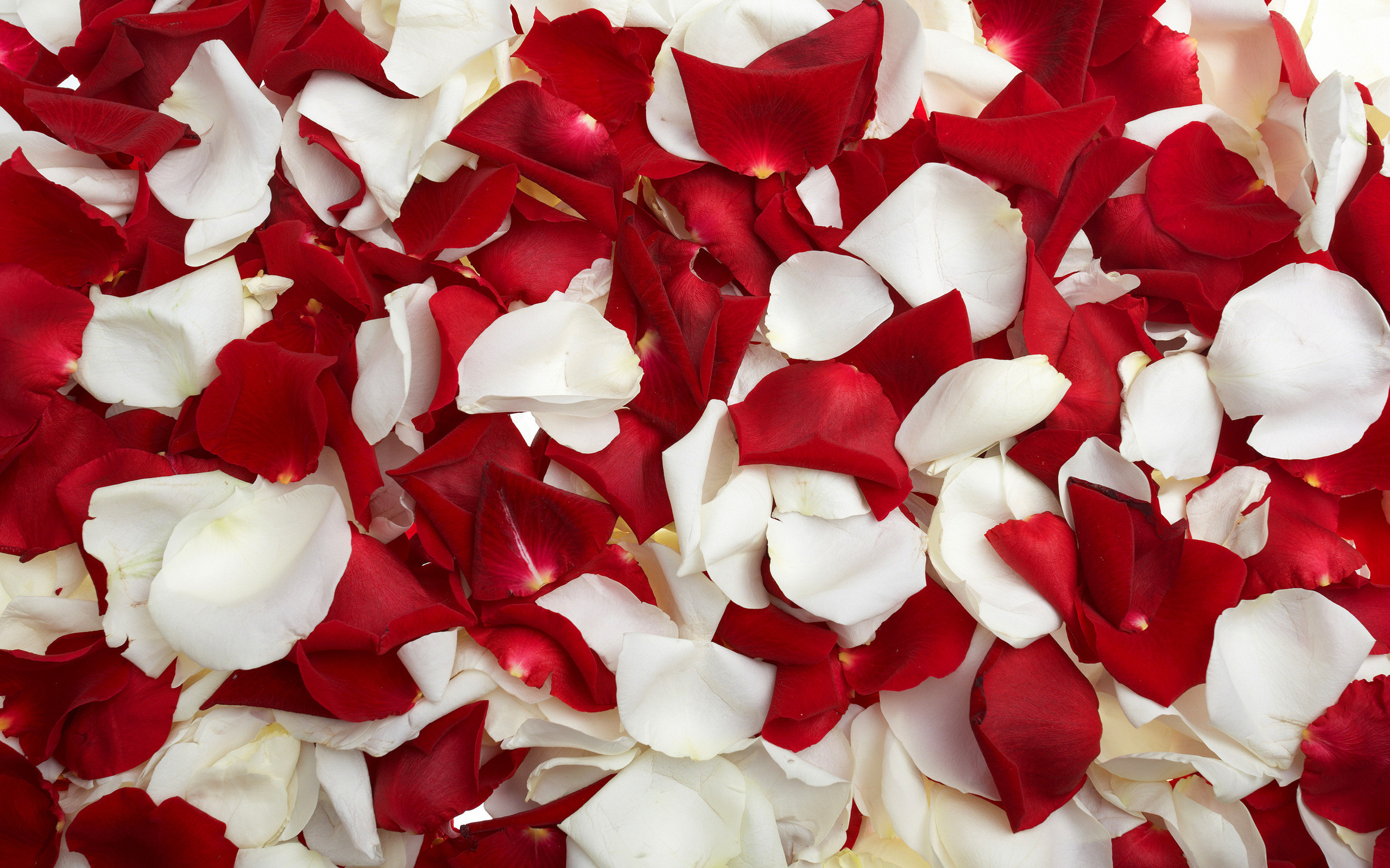 Petali di rosa, Petali rossi, Petali bianchi, Romantico, 2K, sfondo Windows 11