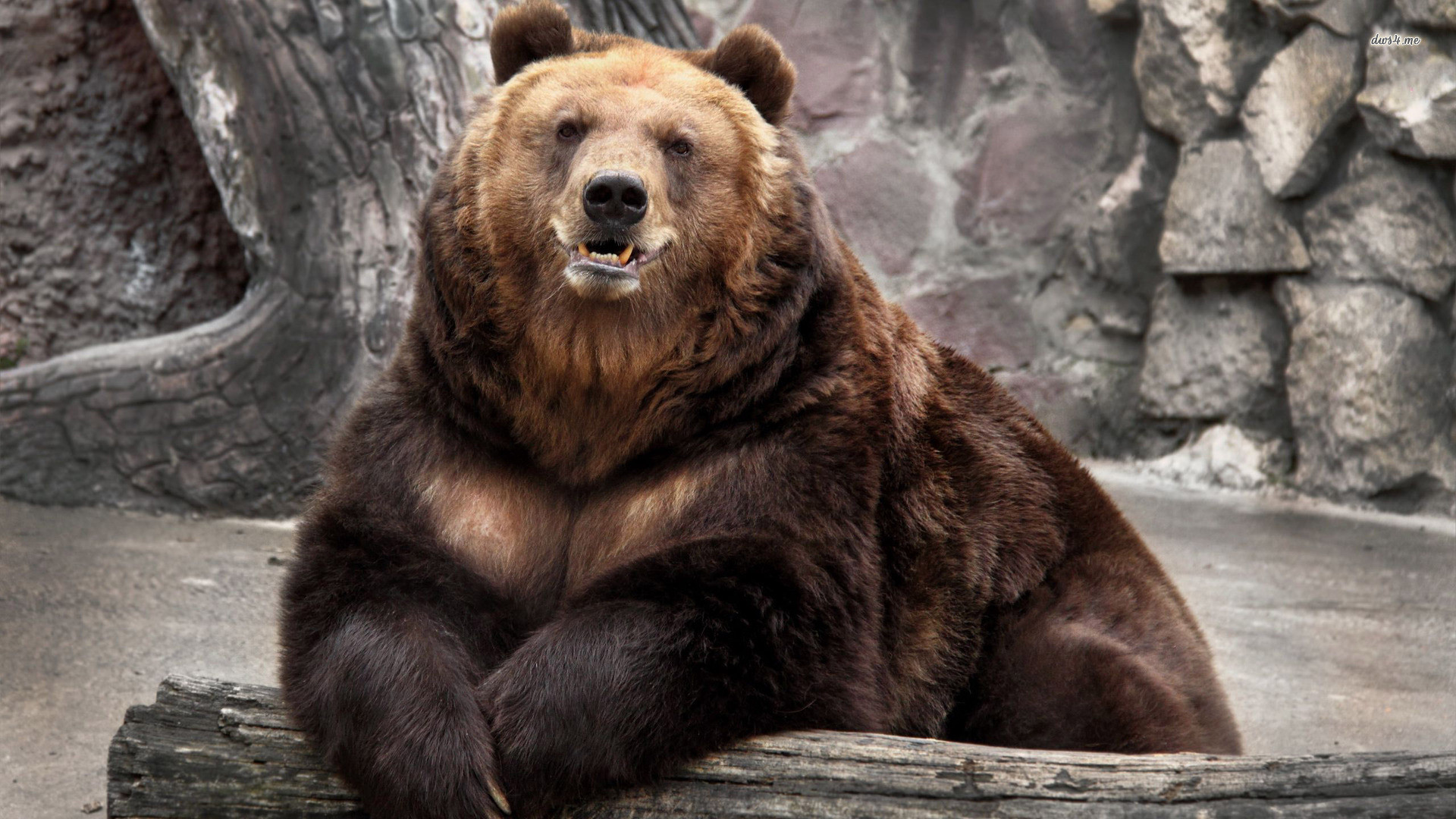 Orso bruno, Rocce, Ritratto, Zoo, 1920x1080, immagine di sfondo