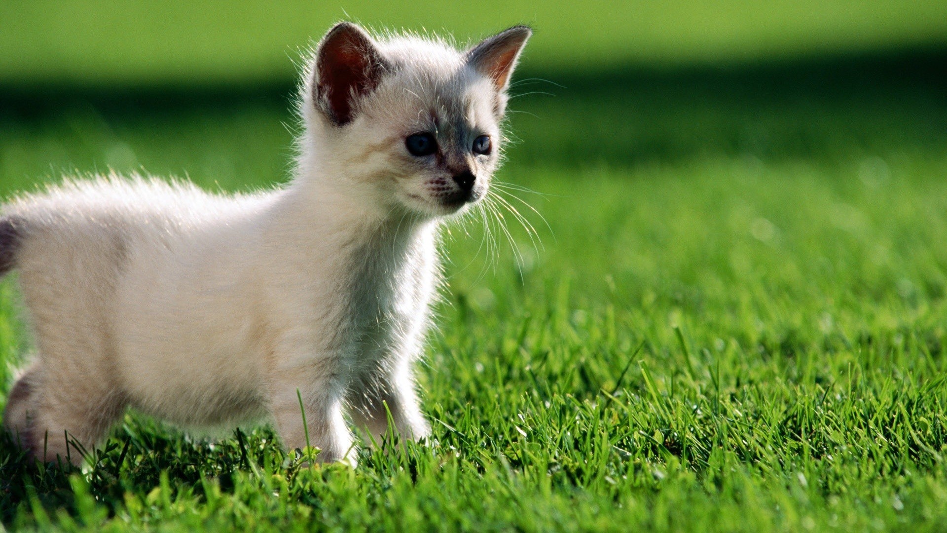 Gattino, Gatto siamese, Prato, Full HD, sfondo per portatile