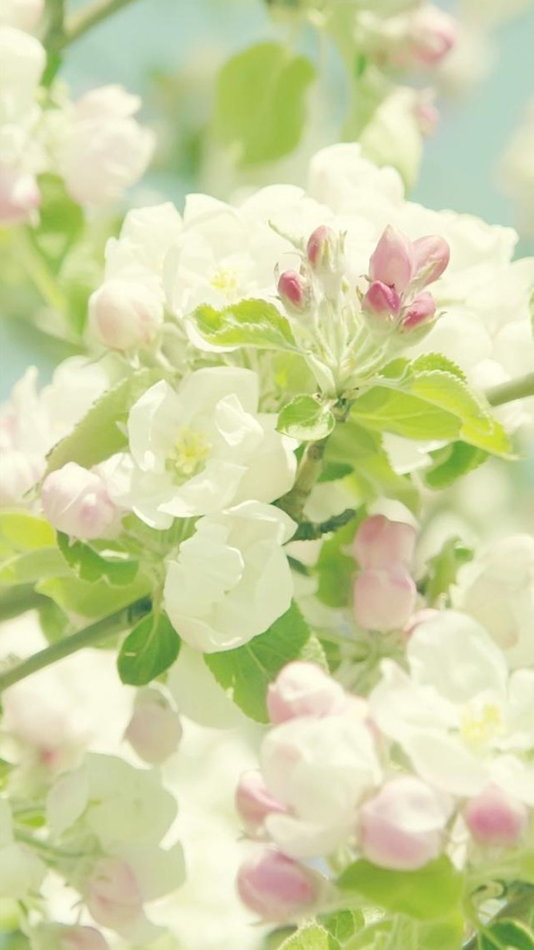 Fiori di melo, Fiori bianchi, Primavera, sfondo schermata di blocco iPhone