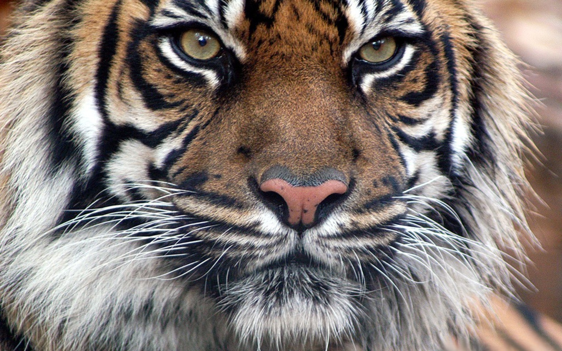 Tigre del Bengala, Muso, Primo piano, 1920x1200, sfondo per PC