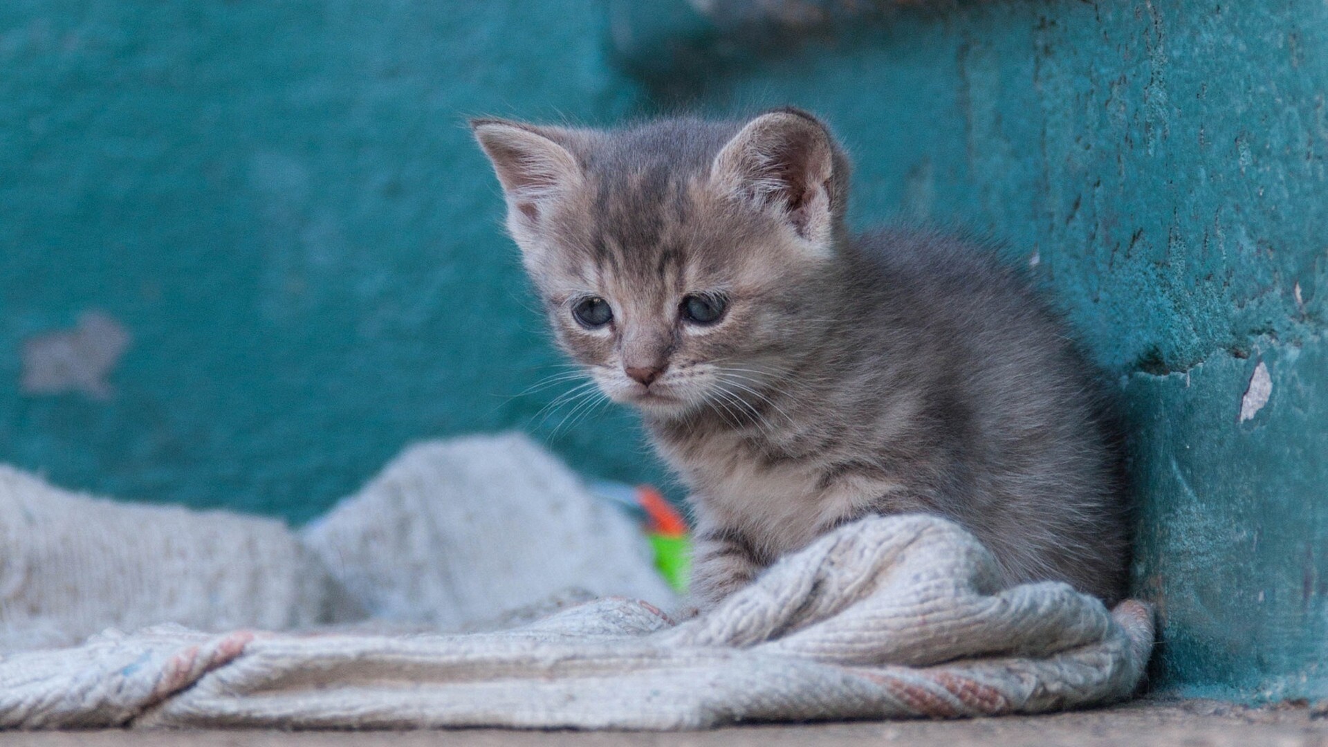 Gattino grigio, Coperta, Parete turchese, Full HD, sfondo per portatile