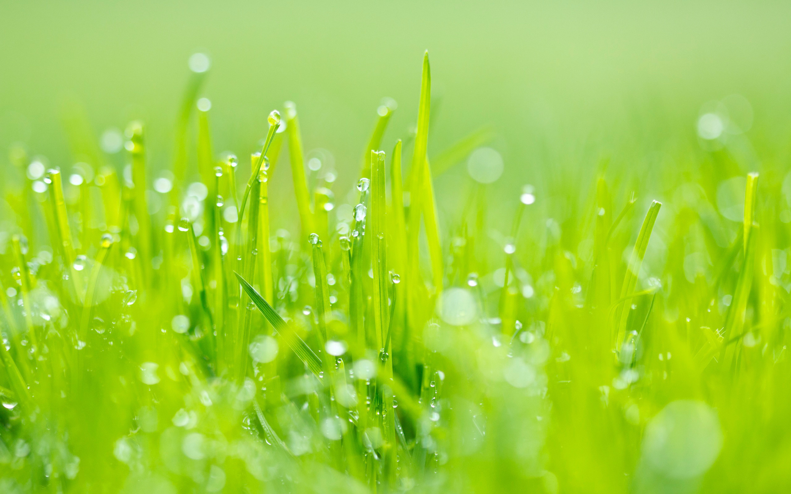 Erba, Gocce di rugiada, Primo piano, Verde chiaro, 2560x1600, immagine di sfondo