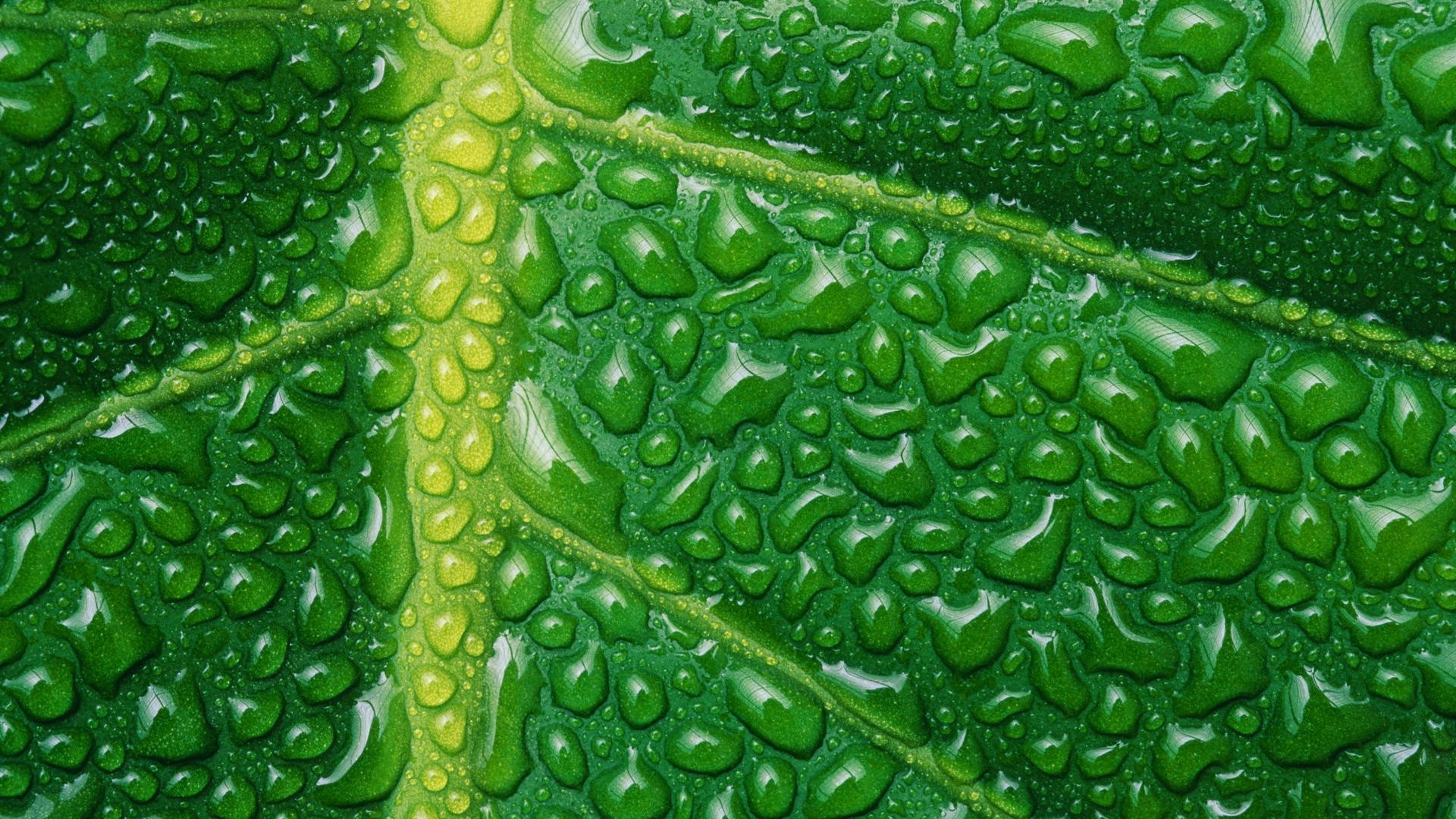 Foglia, Gocce d'acqua, Macro, Full HD 1080p, sfondo desktop