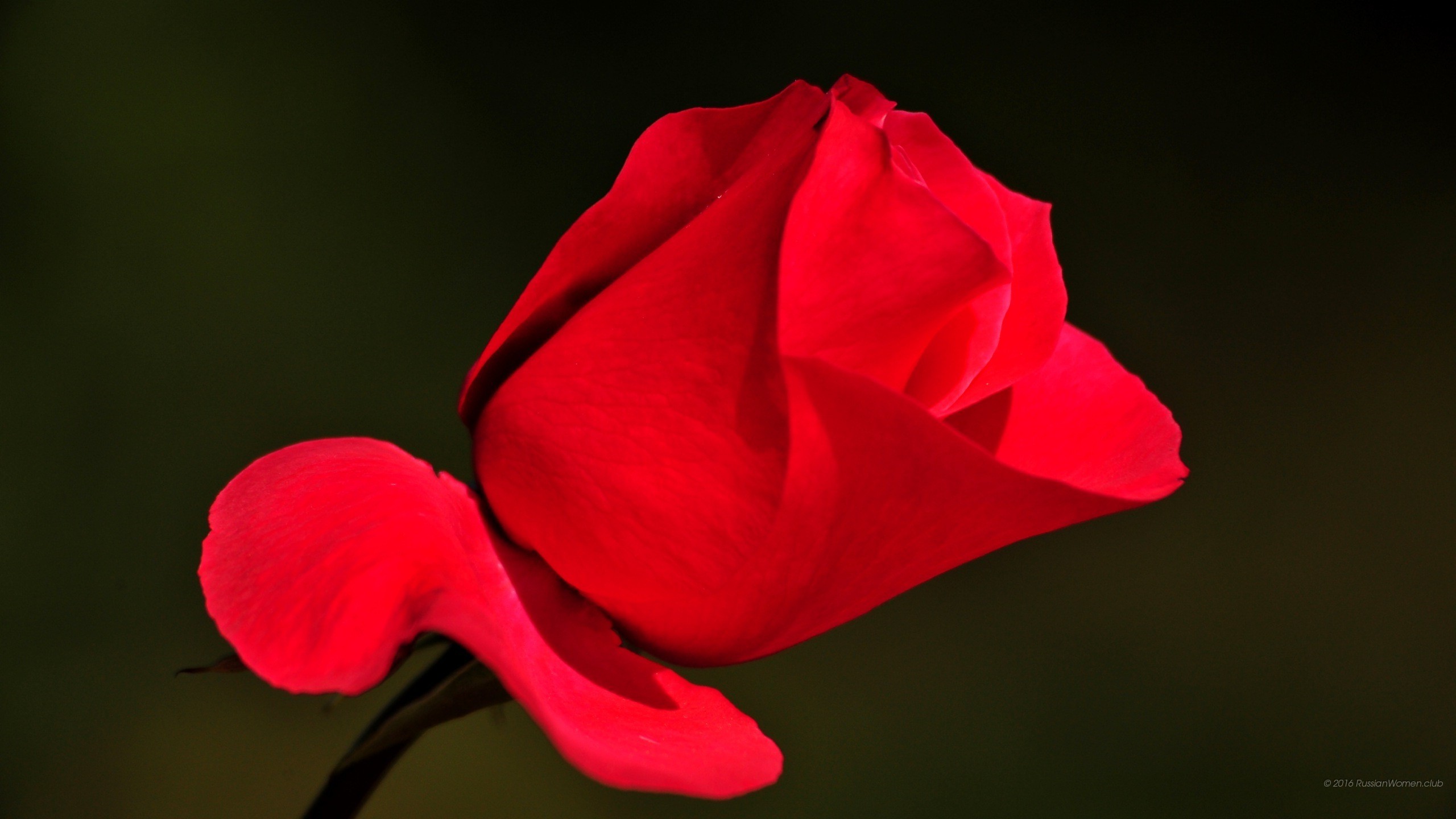 Rosa rossa, Fiore, 2K, sfondo per desktop