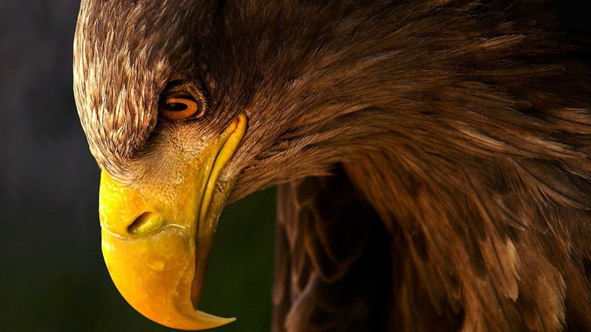 Aquila reale, Becco, Primo piano, 1920x1080, sfondo per PC