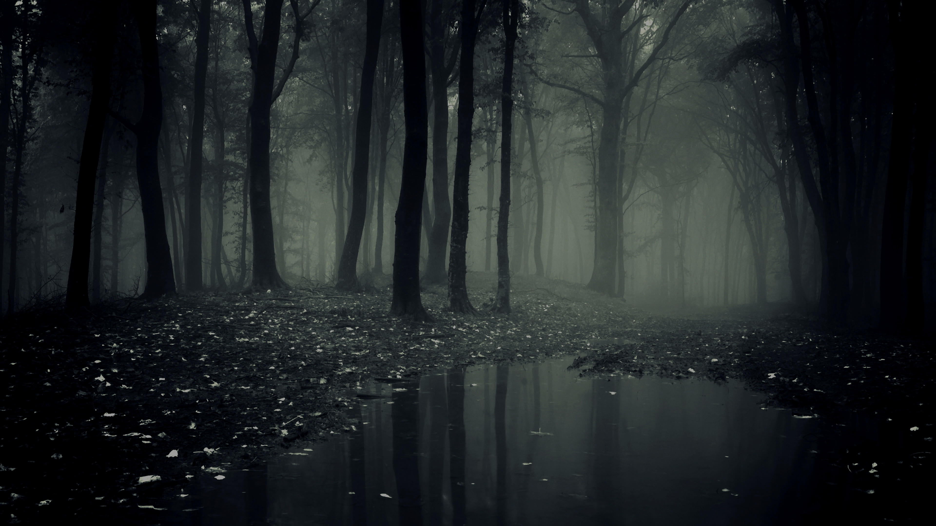 Bosco, Nebbia, Pozzanghera, Atmosfera cupa, 4K, sfondo per PC e portatile