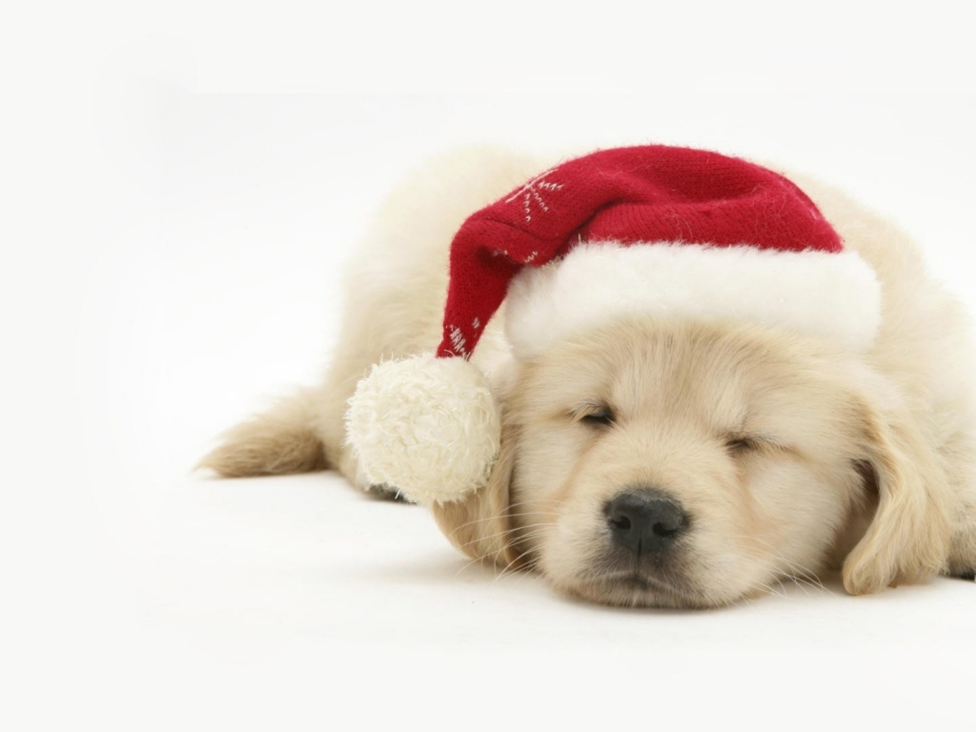Golden Retriever, Cucciolo, Cappello di Babbo Natale, Natale, sfondo per iPad e tablet