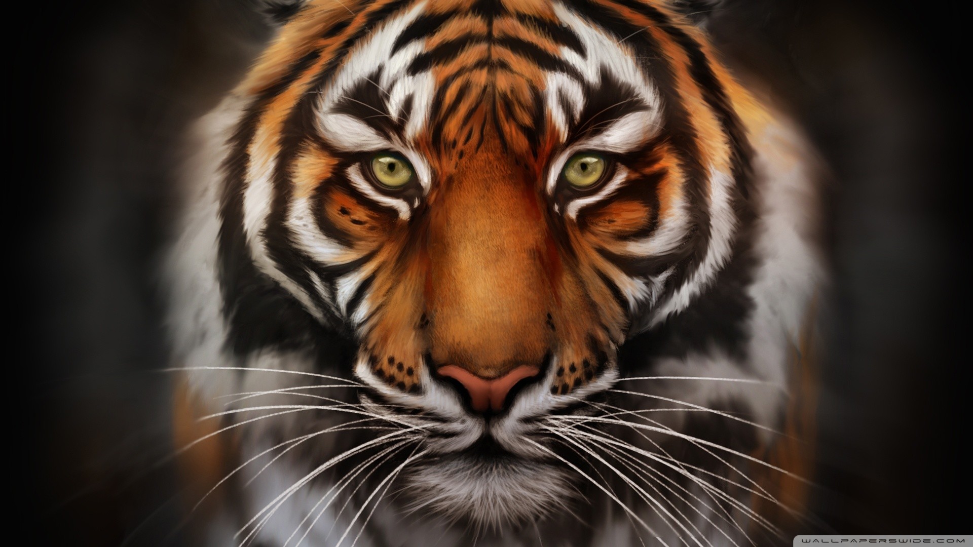 Tigre, Muso, Primo piano, Occhi, Full HD 1080p, sfondo desktop