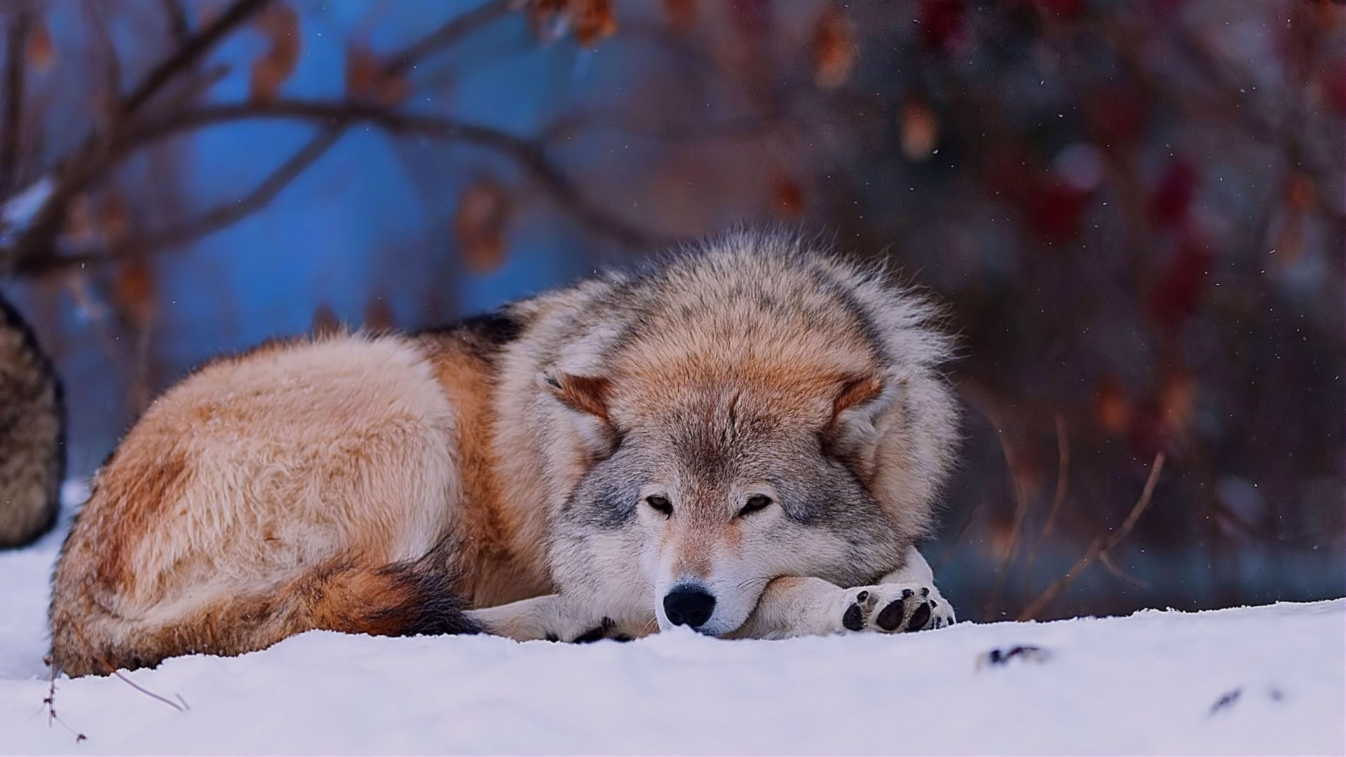 Lupo, Neve, Sdraiato, Full HD, sfondo per portatile