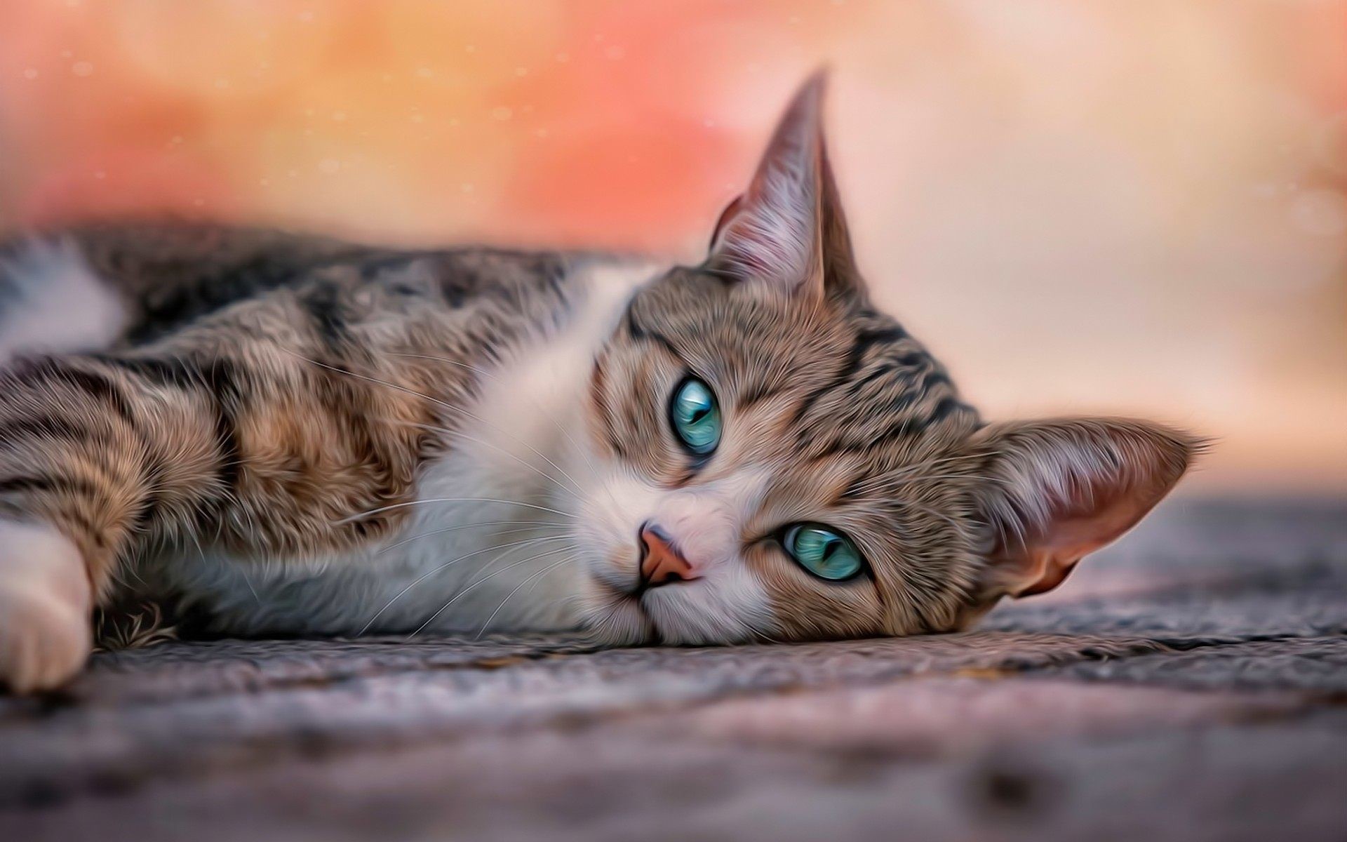 Gatto tigrato, Occhi azzurri, Sdraiato, Tramonto, 1920x1200, immagine di sfondo