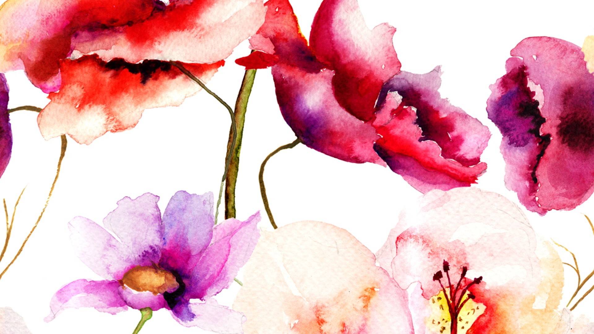 Papaveri, Fiori, Acquerello, Rosso, Full HD, sfondo Windows 11