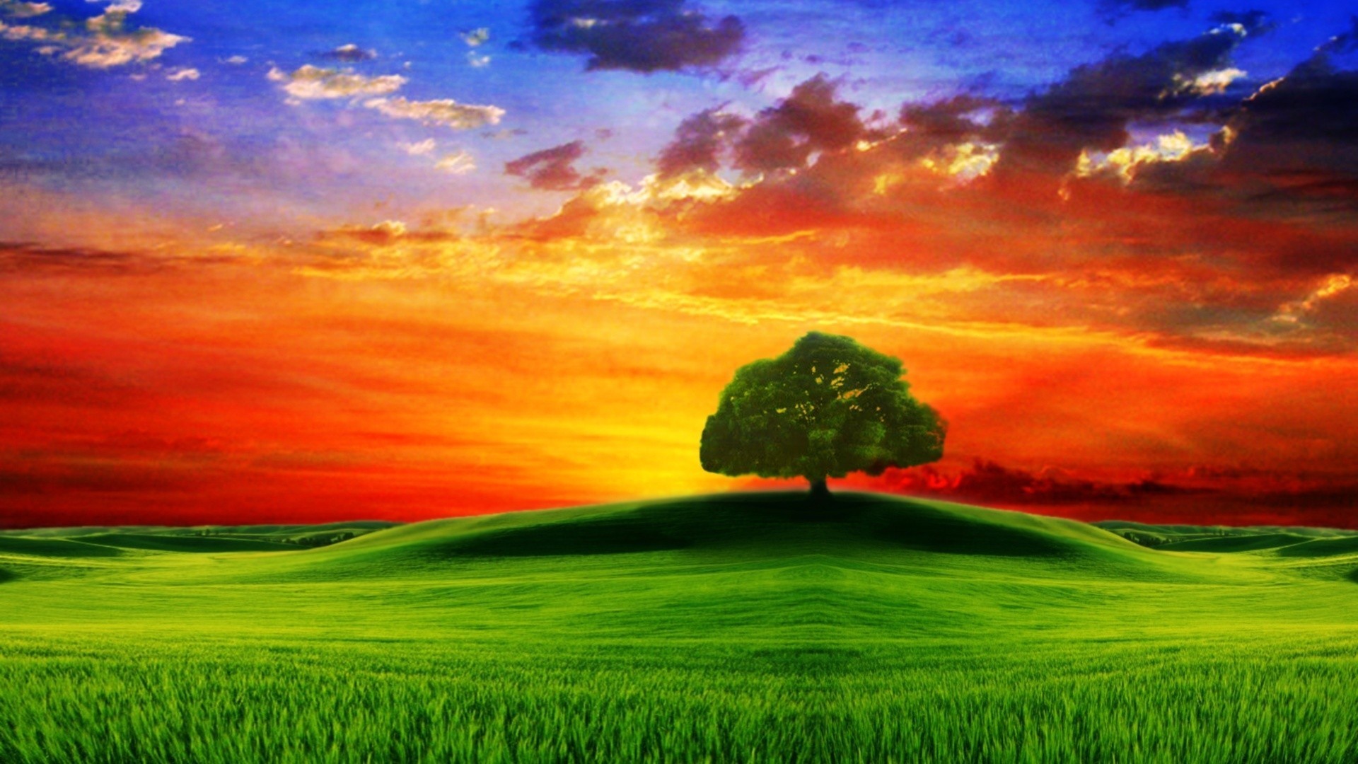 Albero solitario, Collina, Tramonto, Prato, sfondo per cellulare