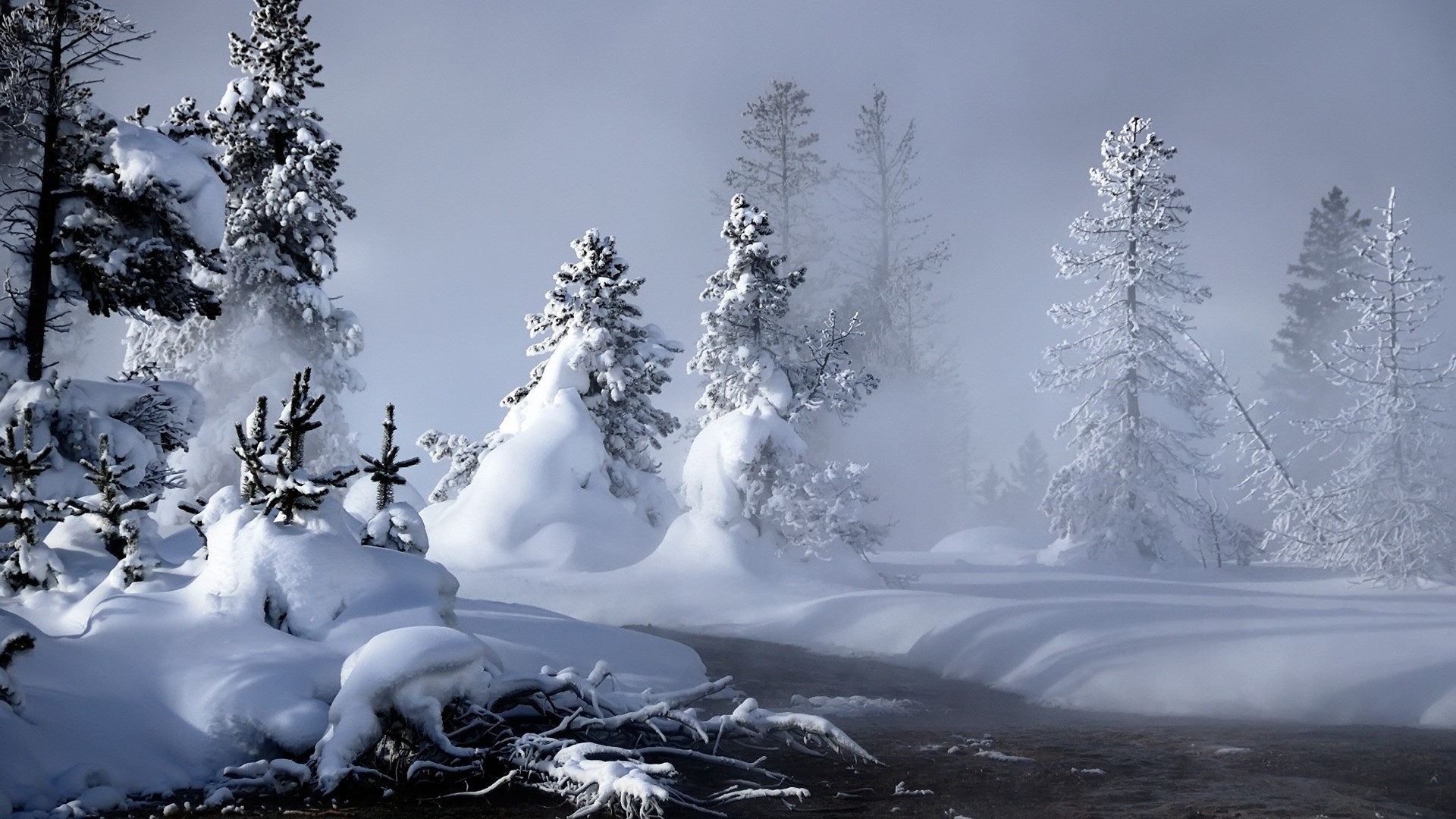 Abeti innevati, Fiume, Nebbia, Bosco, Full HD, sfondo per PC