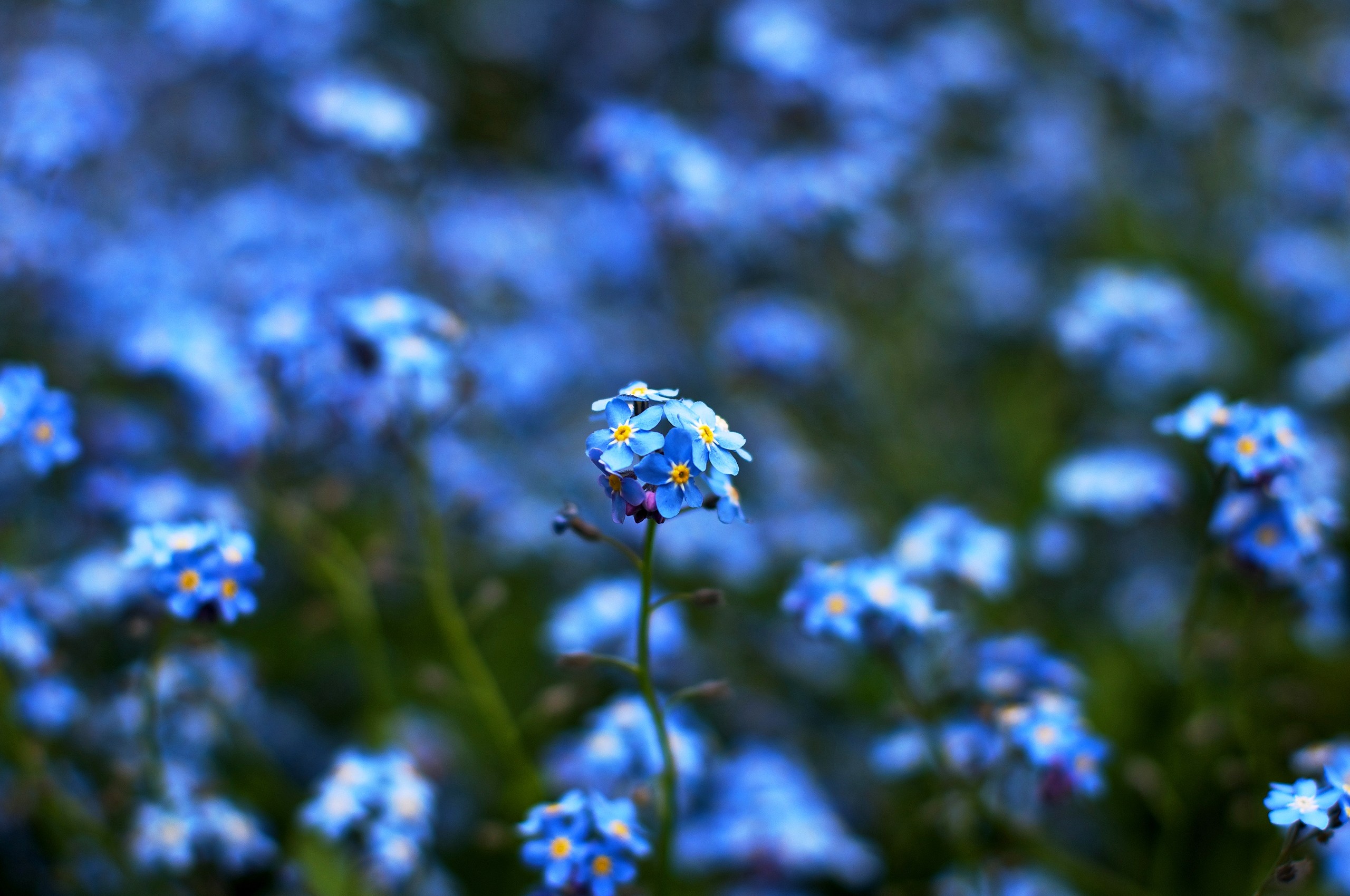 Nontiscordardimé, Fiori blu, Prato, Bokeh, 2K, sfondo per PC