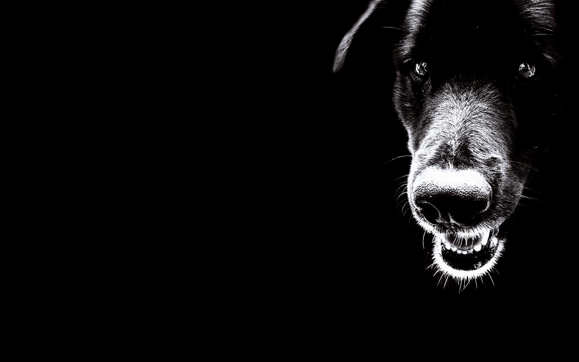 Cane, Primo piano, Sfondo nero, Bianco e nero, Full HD, wallpaper per PC
