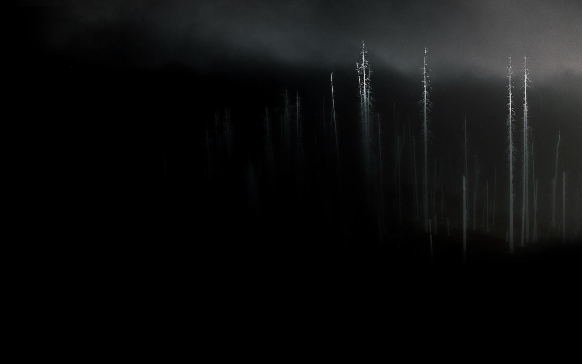 Alberi spogli, Nebbia, Notte, Minimalismo, 1920x1200, immagine di sfondo