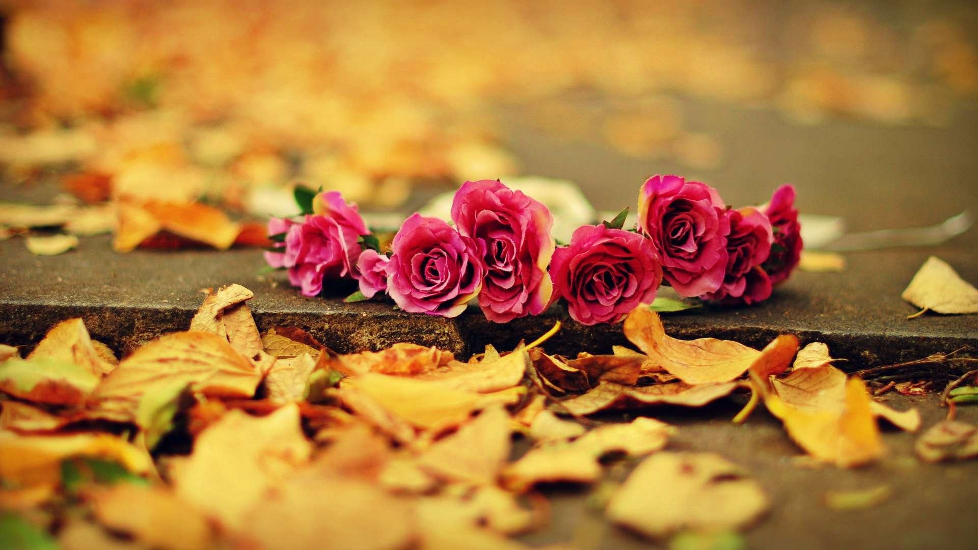 Rose, Foglie cadute, Bokeh, Full HD, sfondo per PC e portatile