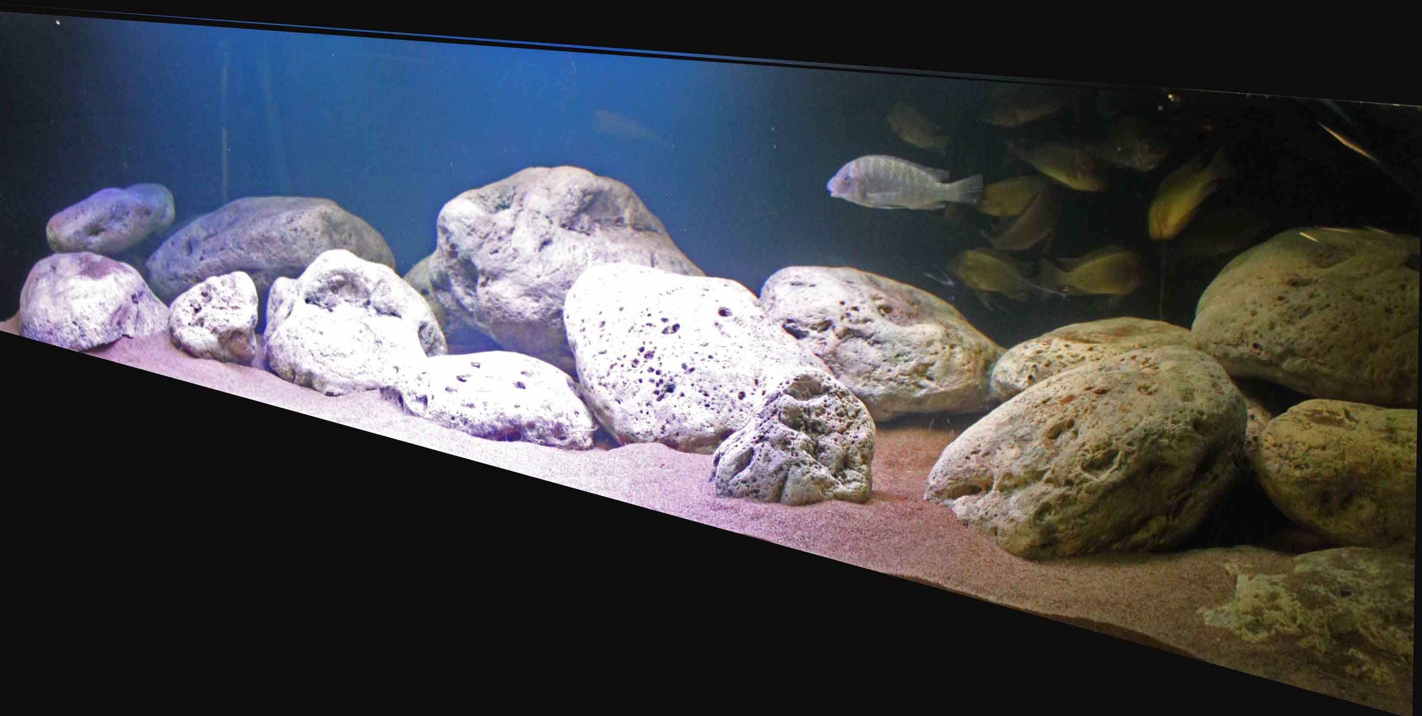 Acquario, Rocce, Ciclidi, Sabbia, 2K, sfondo desktop