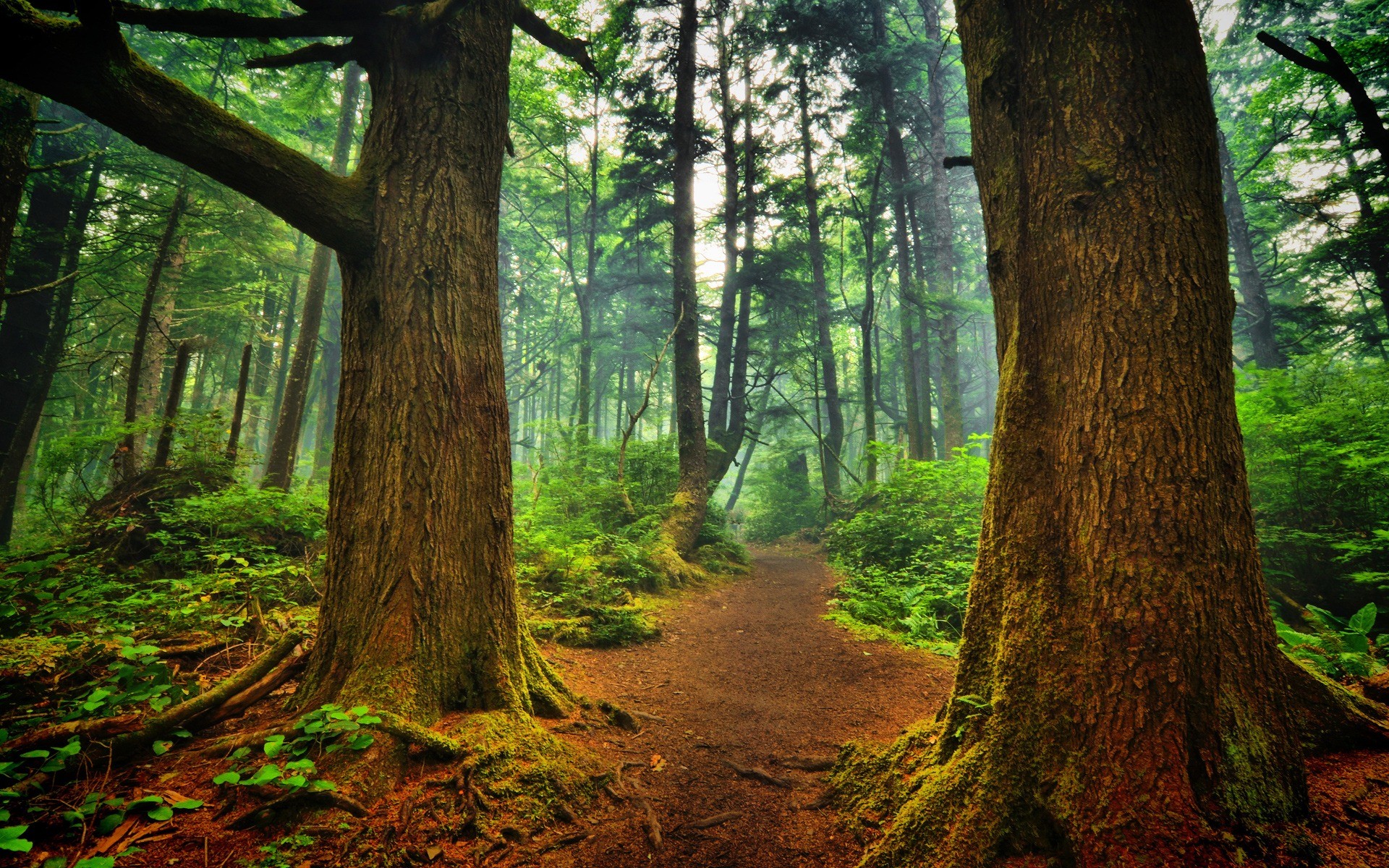 Sentiero nel bosco, Alberi secolari, Felci, Foresta verde, Full HD, sfondo per PC e portatile