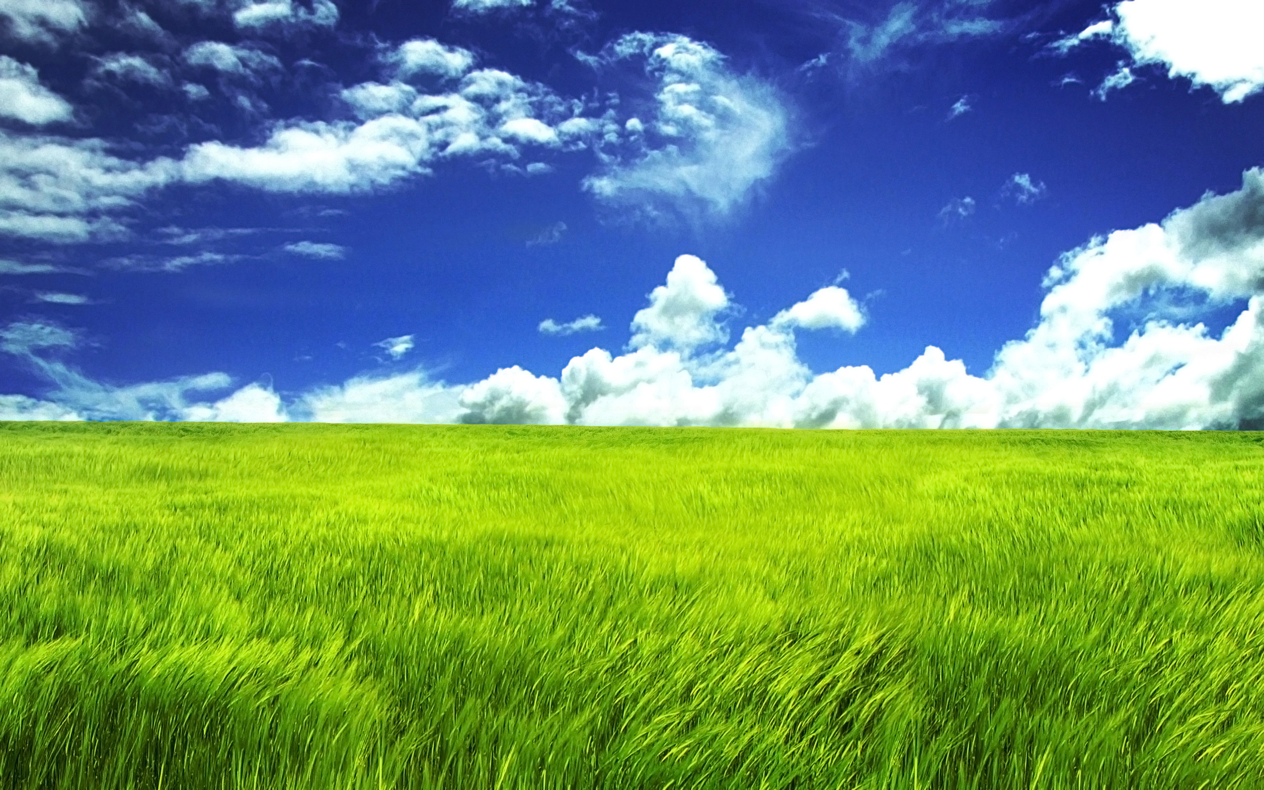Prato, Cielo azzurro, Nuvole, Campo, 2560x1600, sfondo per PC