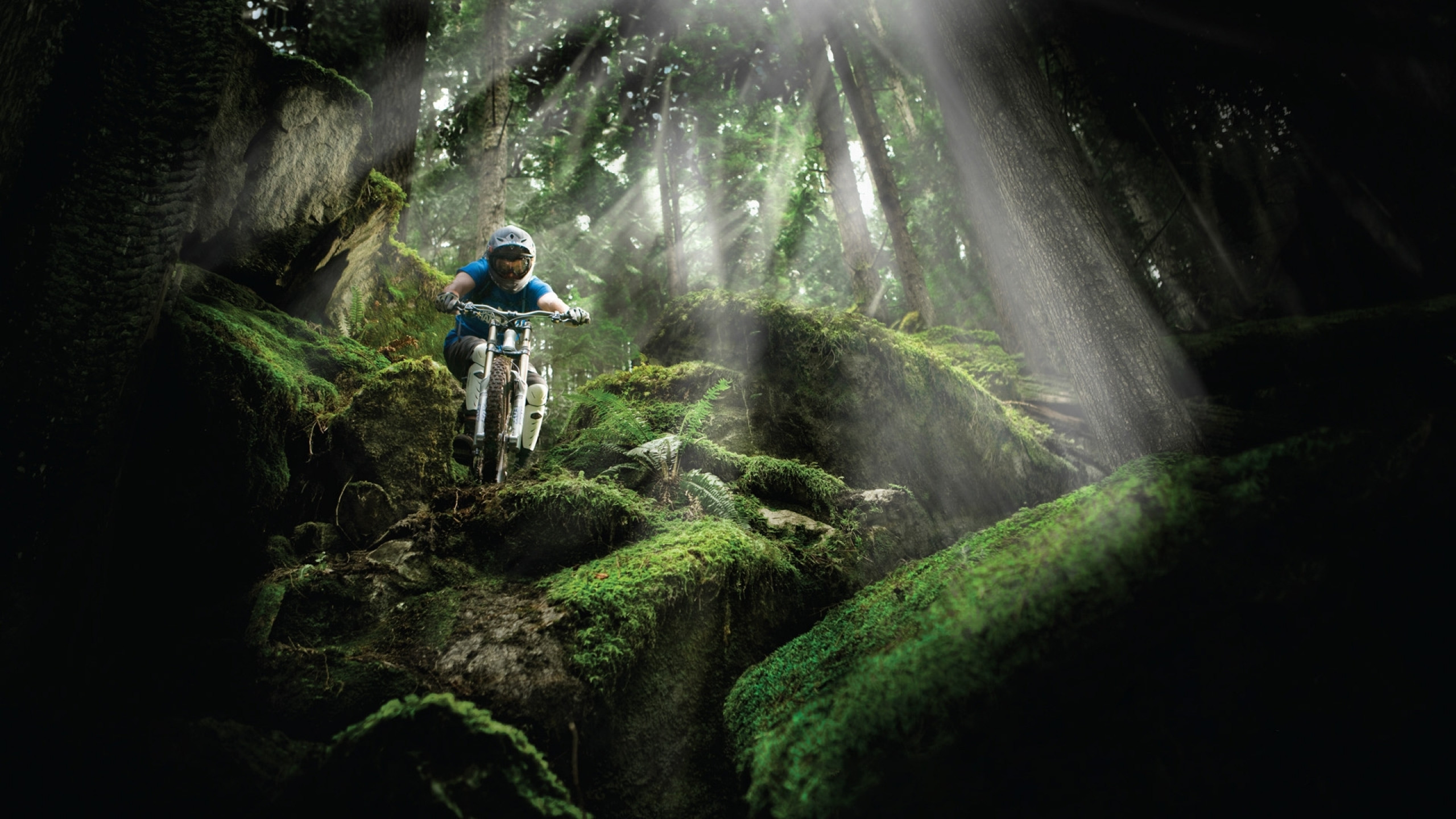 Mountain bike, Foresta pluviale, Raggi di sole, Muschio, 16:9 2K, sfondo widescreen
