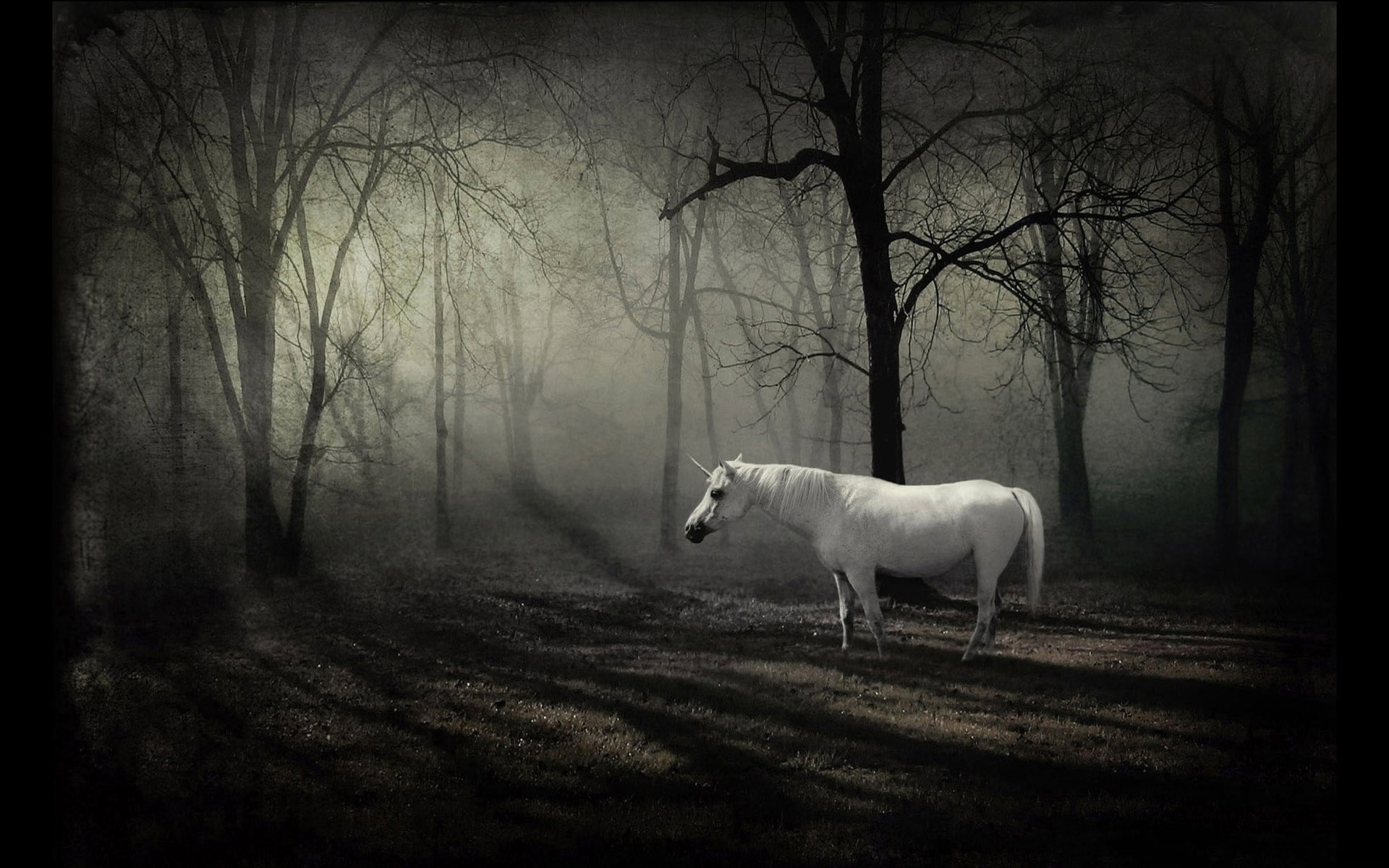 Unicorno, Fantasy, Foresta oscura, Nebbia, 1920x1200, sfondo MacBook Pro