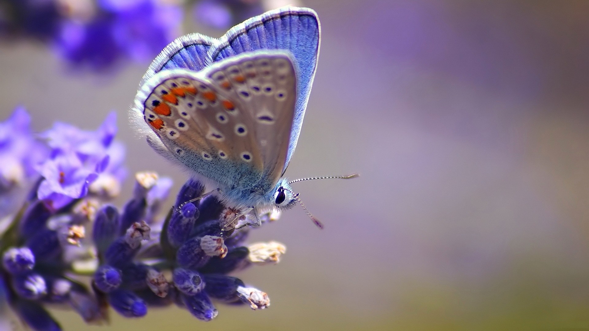 Licenide, Farfalla, Lavanda, Macro, Viola, 1920x1080, sfondo per PC