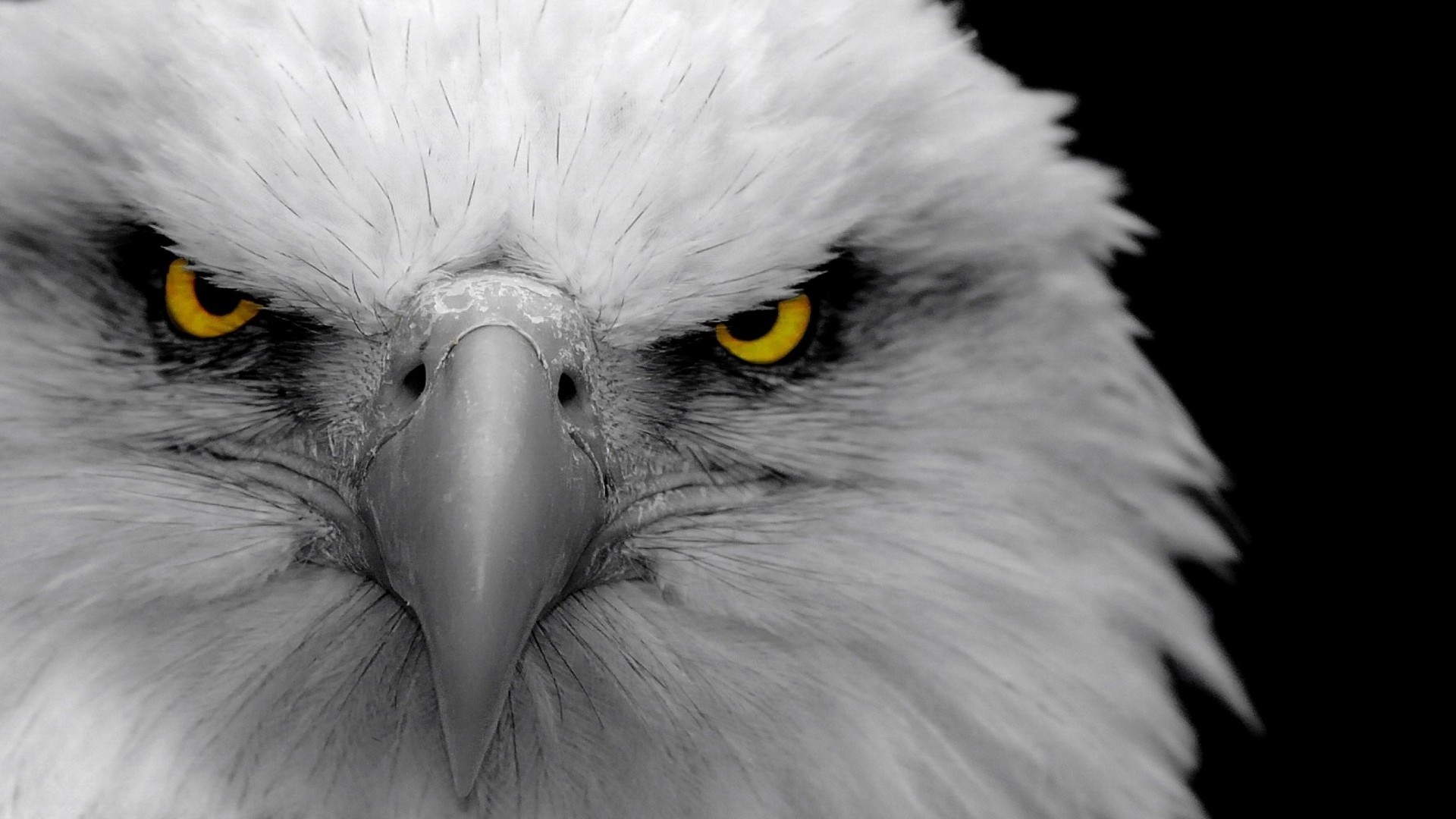 Aquila calva, Occhi gialli, Bianco e nero, Primo piano, Full HD, sfondo Windows 11