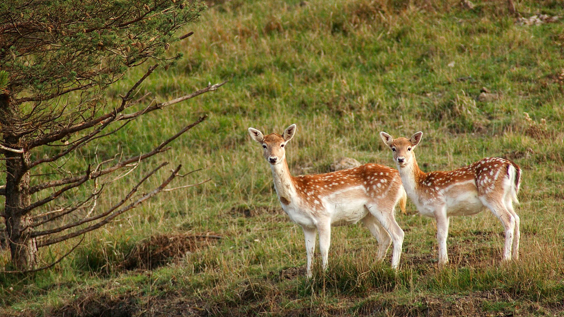 Cerbiatti, Daini, Prato, Fauna, Full HD, sfondo desktop