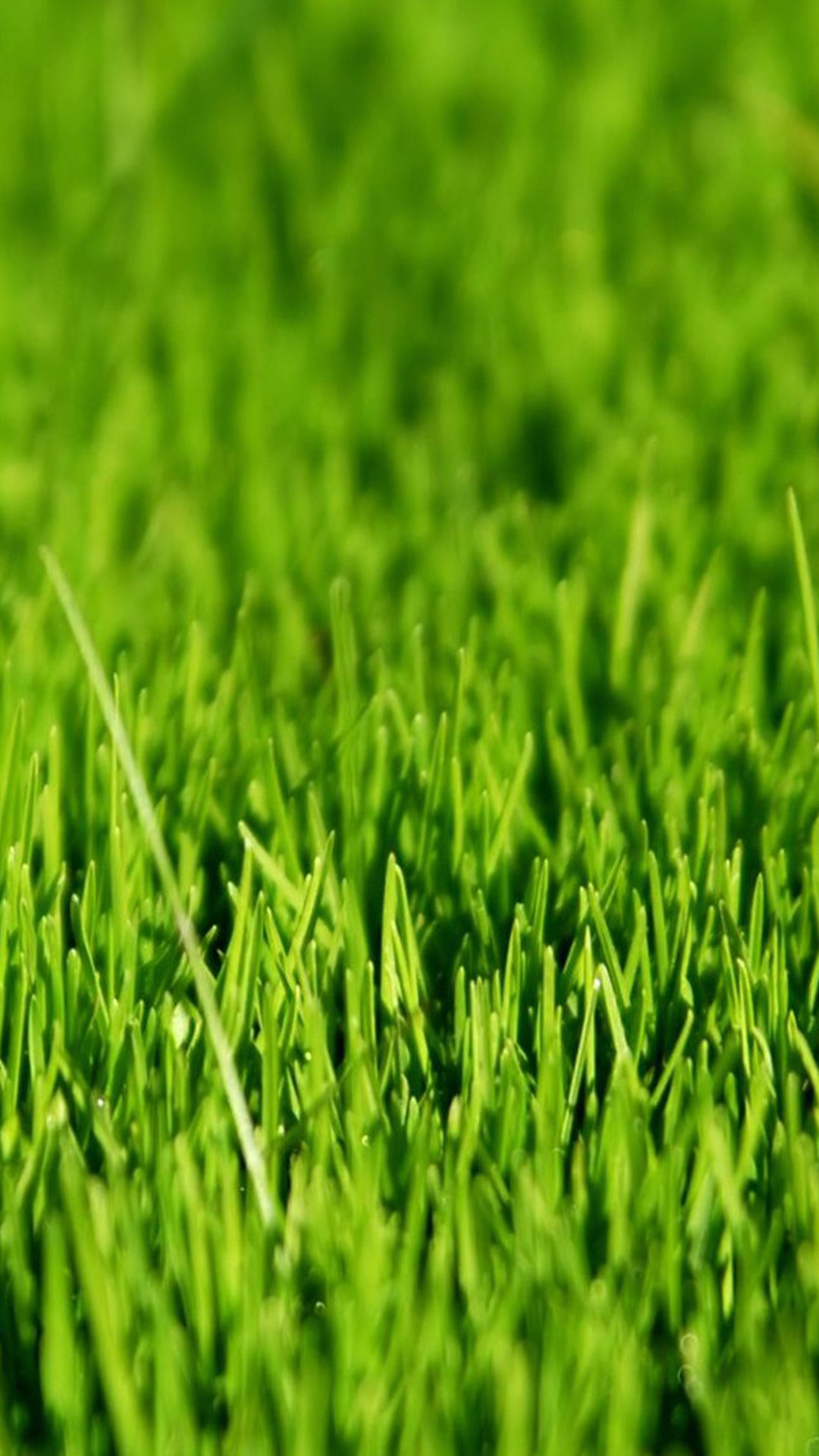 Erba, Prato, Macro, Verde, Full HD, sfondo per iPhone e Android
