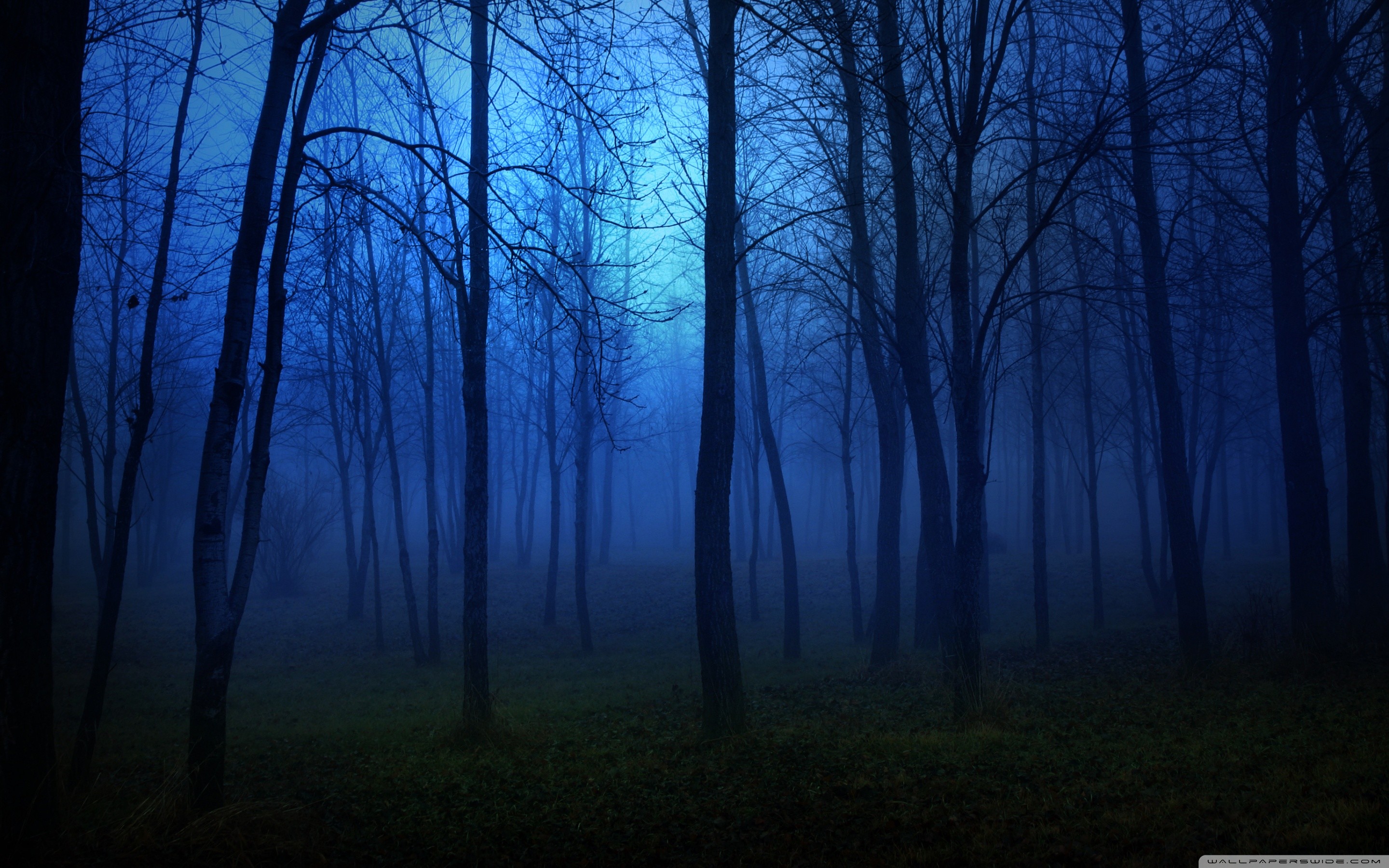 Foresta, Nebbia, Notte blu, Alberi, 2K, sfondo desktop