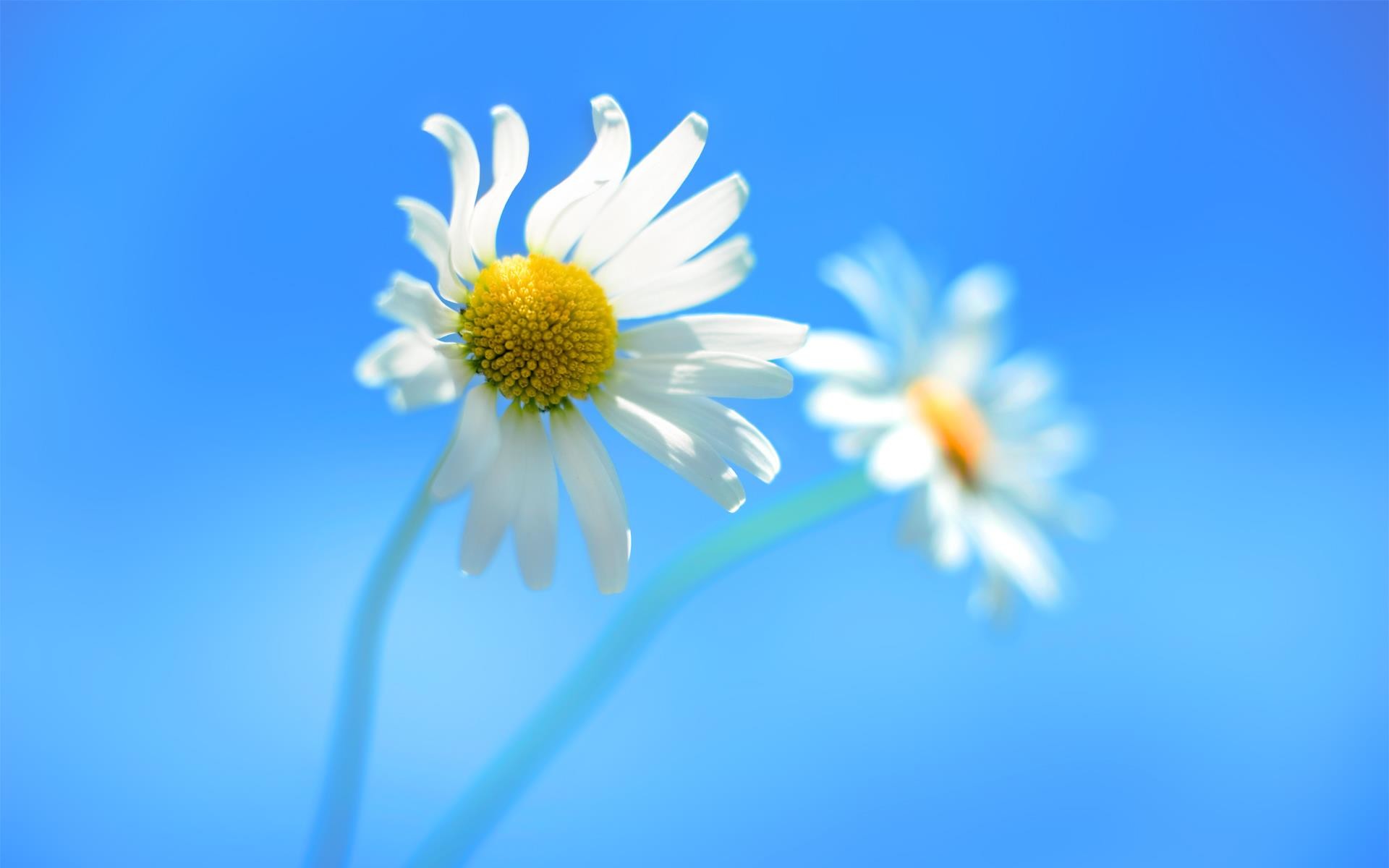 Windows 8, Margherite, Cielo azzurro, 16:10 Full HD, sfondo widescreen