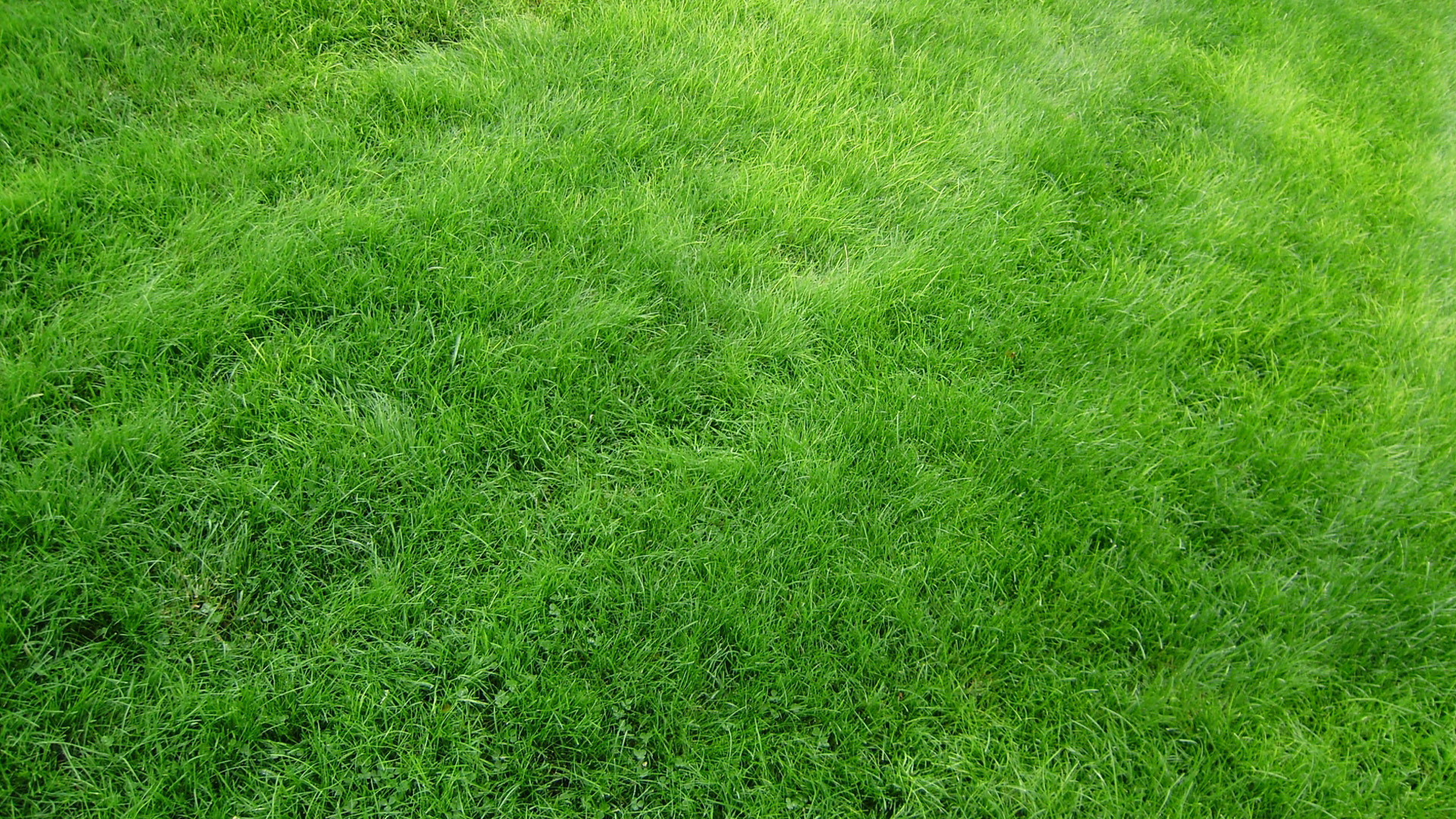 Prato, Texture erba, Verde, 16:9 Full HD, sfondo widescreen