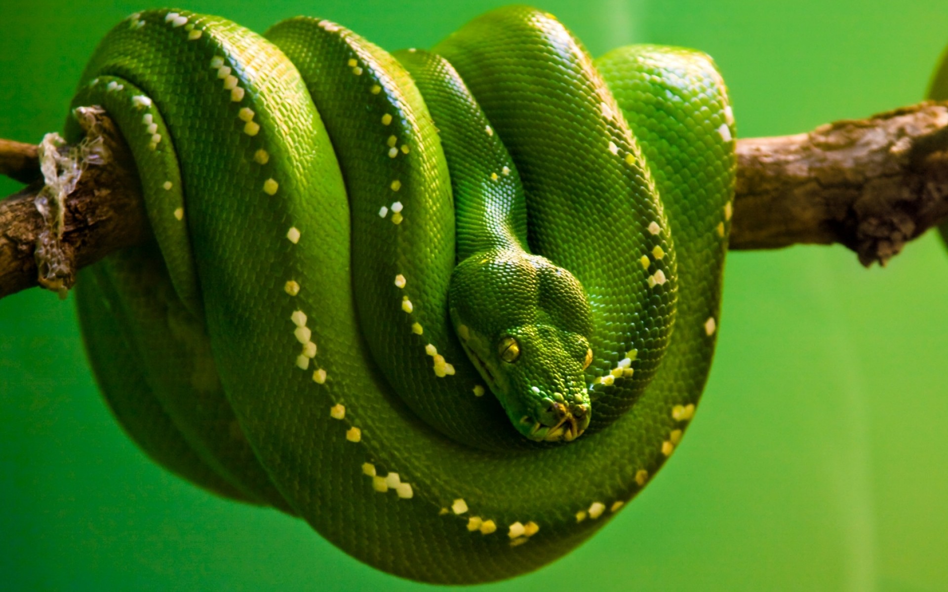 Pitone verde arboricolo, Morelia viridis, Ramo, Verde, Full HD, sfondo per PC
