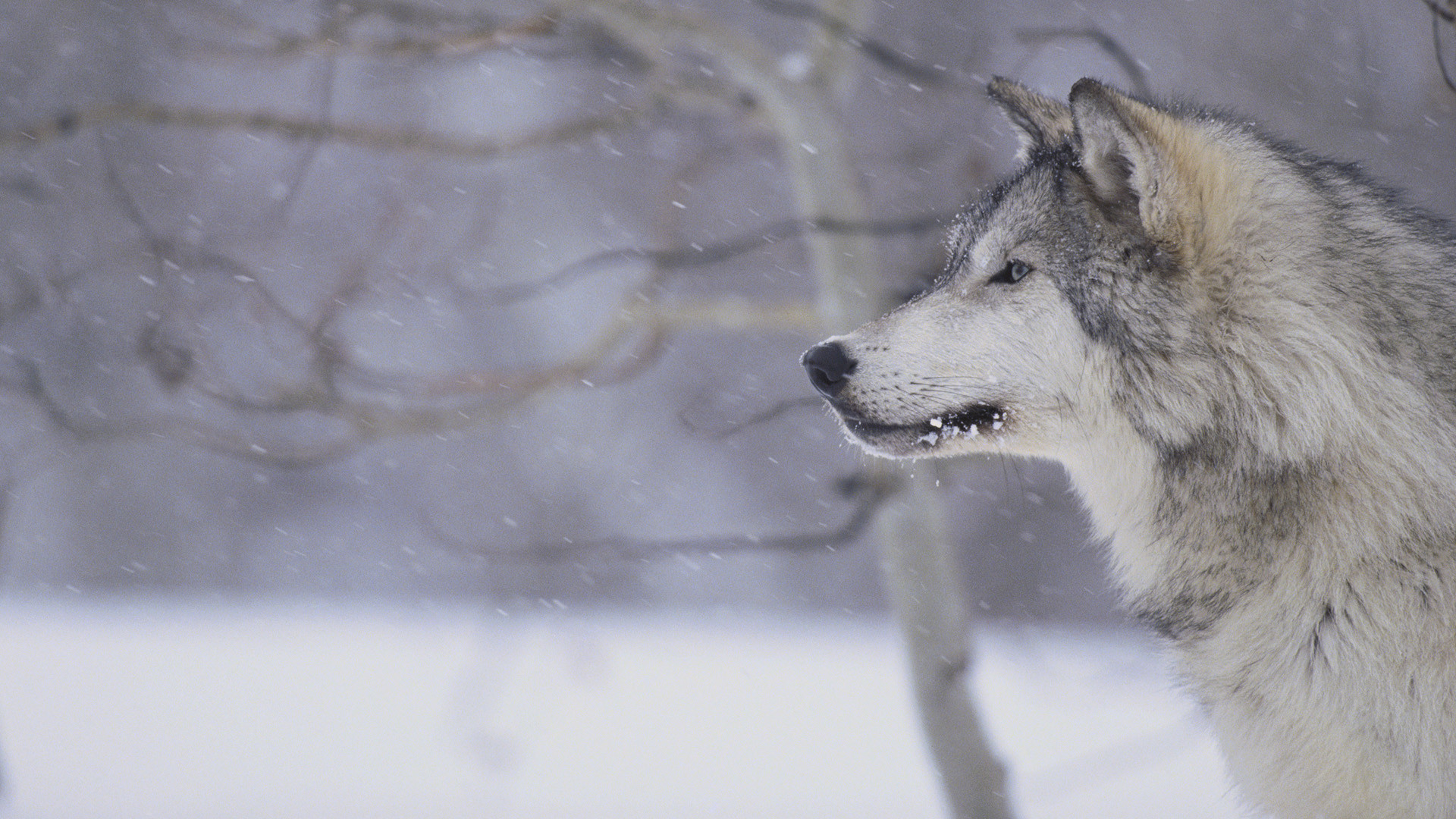Lupo grigio, Profilo, Neve, Inverno, Bosco, Full HD 1080p, sfondo desktop