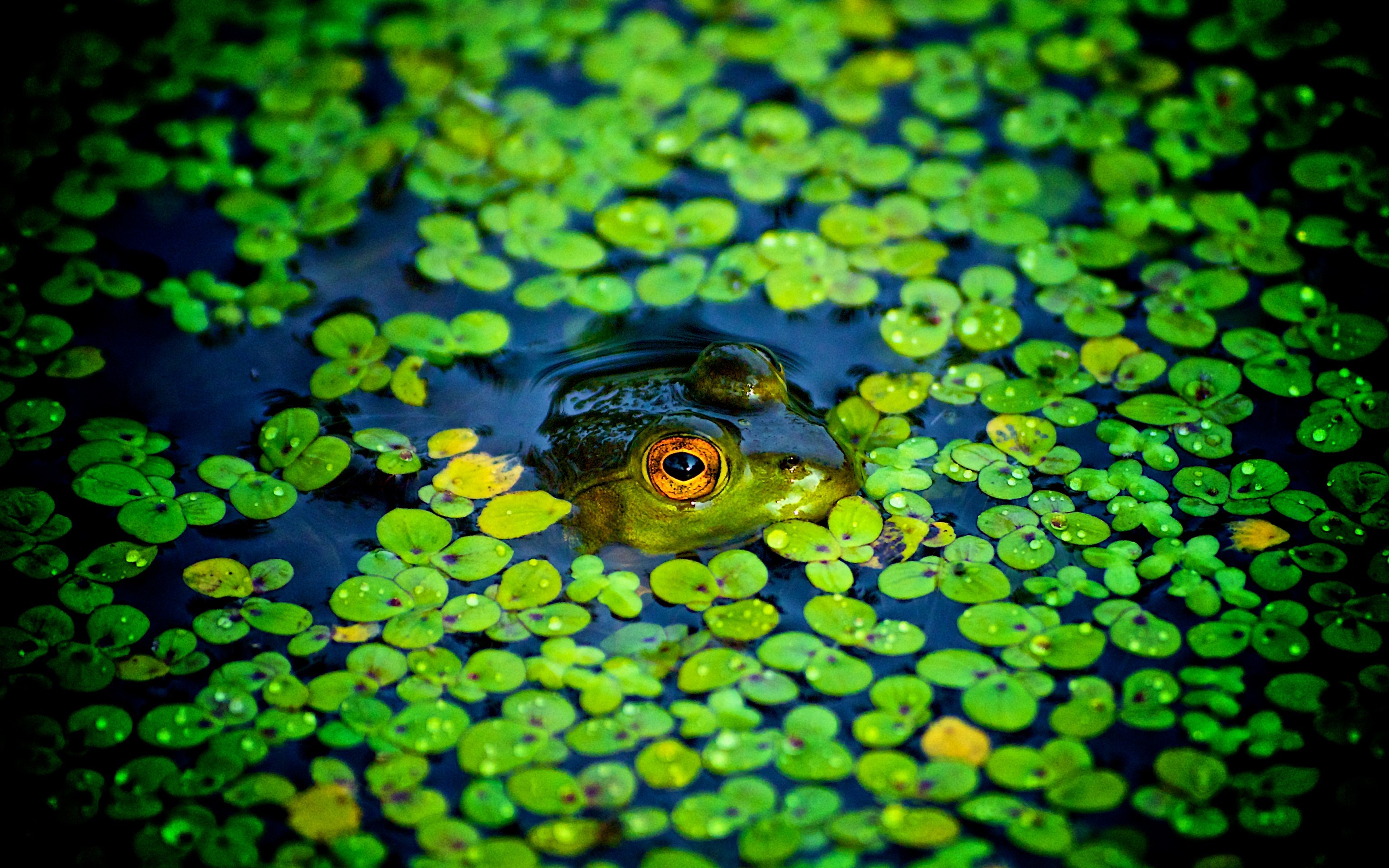 Rana, Lenticchie d'acqua, Stagno, Verde, sfondo Samsung