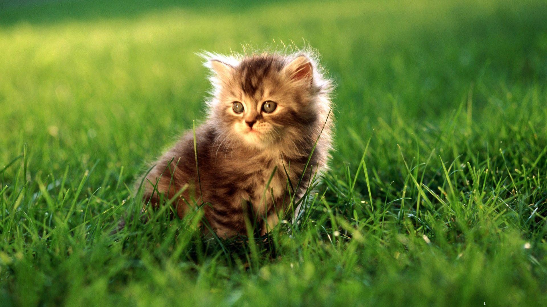 Gattino, Gatto soriano, Prato, Erba verde, 1920x1080, sfondo per PC