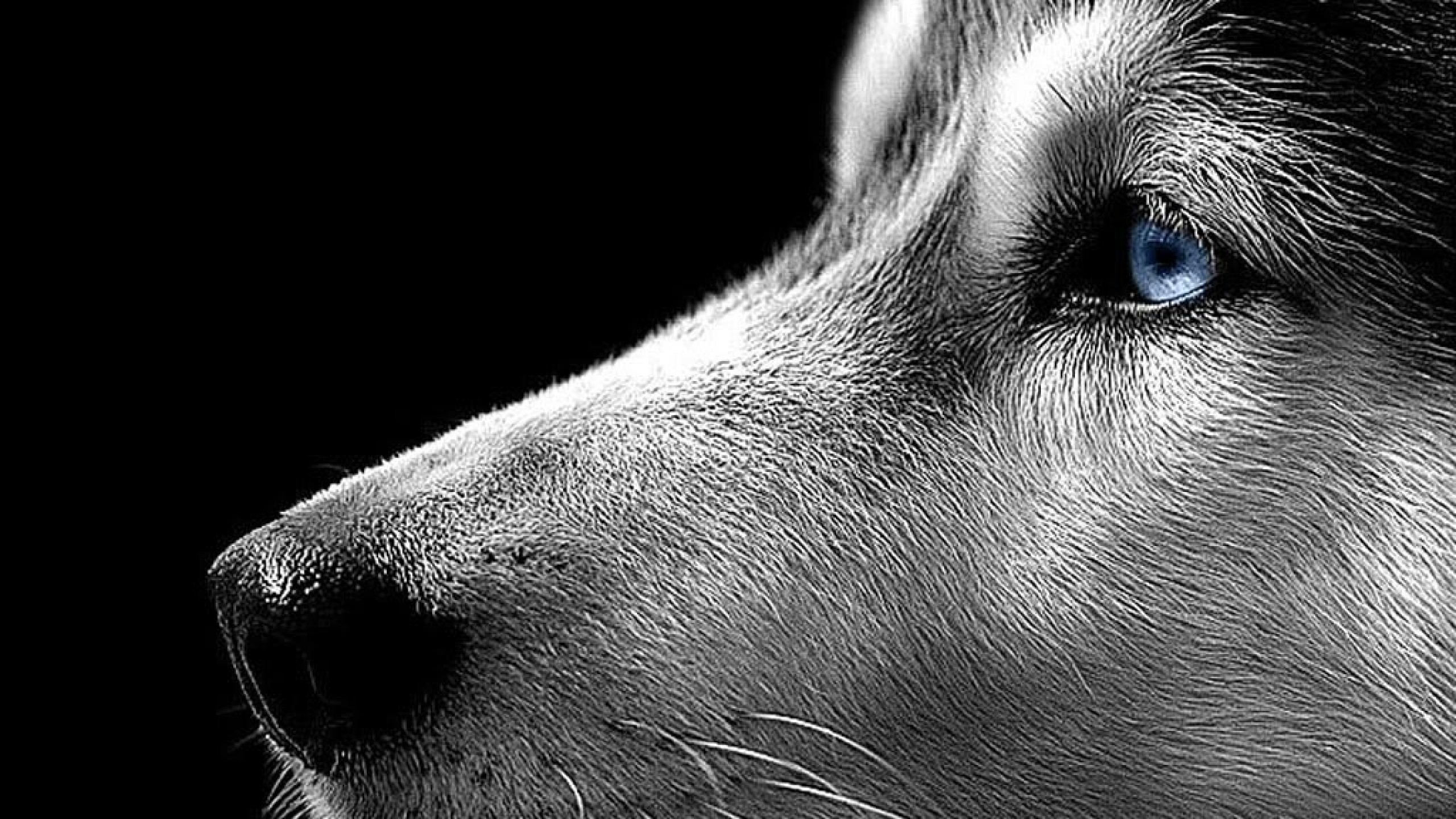 Husky siberiano, Lupo, Occhi azzurri, Bianco e nero, 2K, sfondo desktop