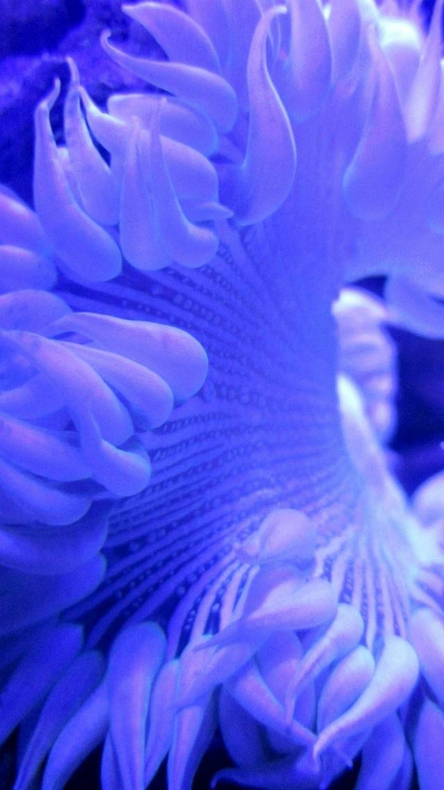 Anemone di mare, Viola, Macro, Subacqueo, QHD+, wallpaper per smartphone
