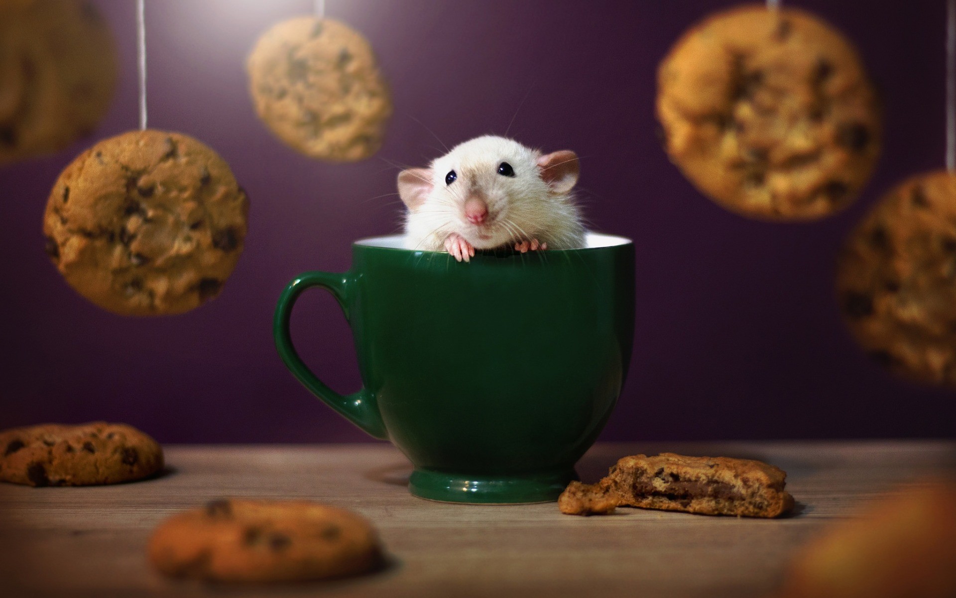 Topolino bianco, Tazza, Biscotti, Ratto, Tenero, 1920x1200, immagine di sfondo