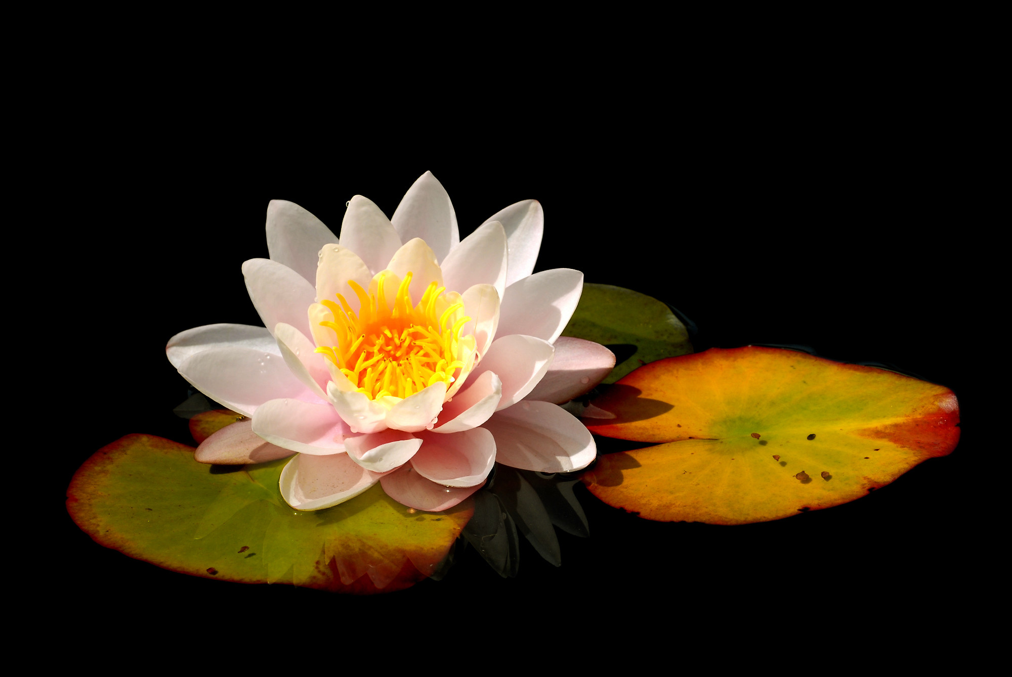 Ninfea, Foglie di loto, Sfondo nero, Fiore, Full HD, wallpaper desktop