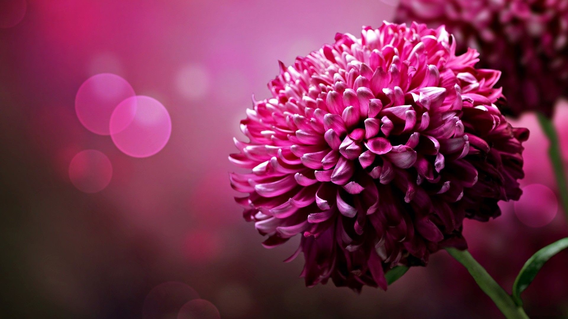 Crisantemo, Fucsia, Bokeh, Macro, Fiore, Full HD, sfondo desktop