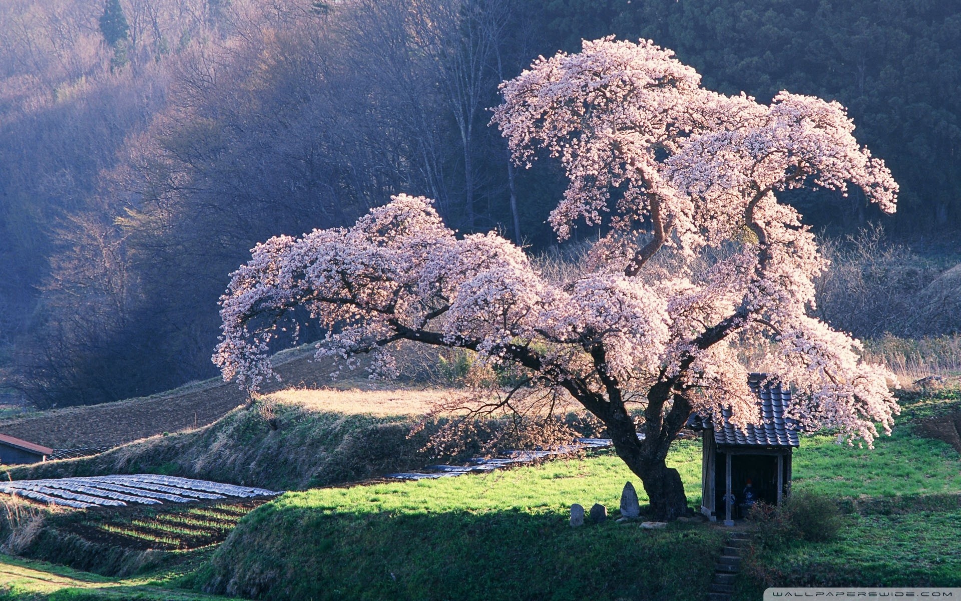 Ciliegio in fiore, Capanna, Collina, Sakura, Full HD, wallpaper desktop