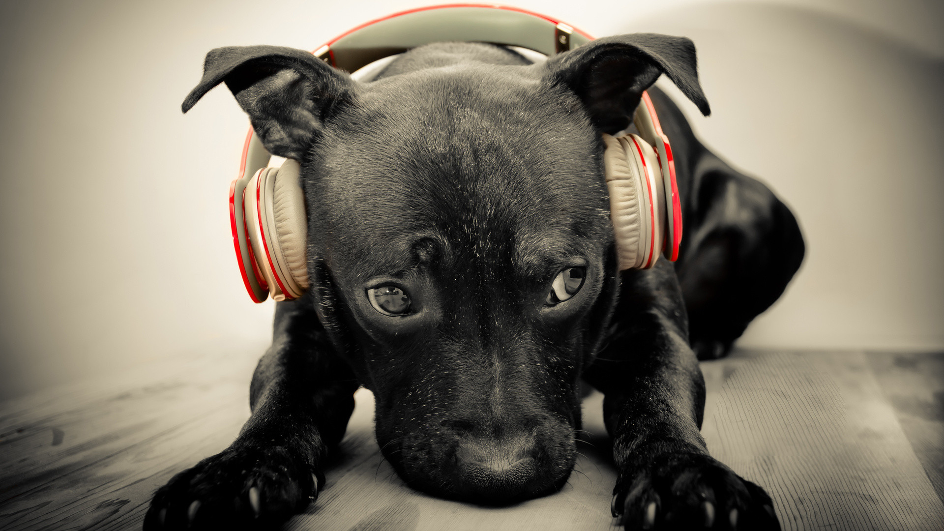 Cucciolo, Cane, Cuffie, Seppia, Full HD, sfondo per PC e portatile