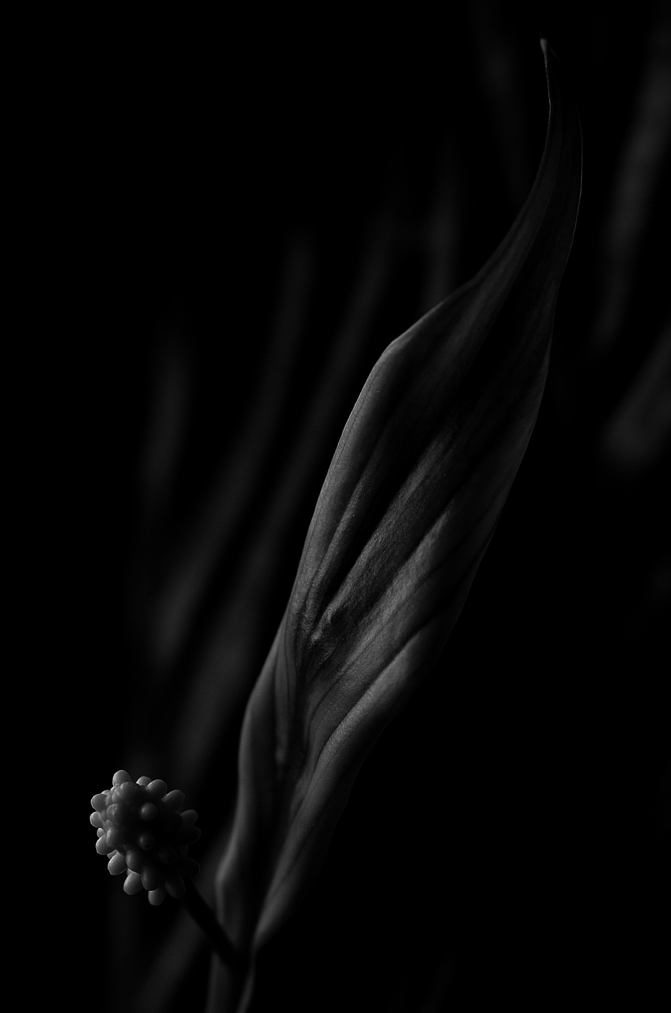 Fiore, Bianco e nero, Sfondo nero, Full HD, wallpaper per smartphone