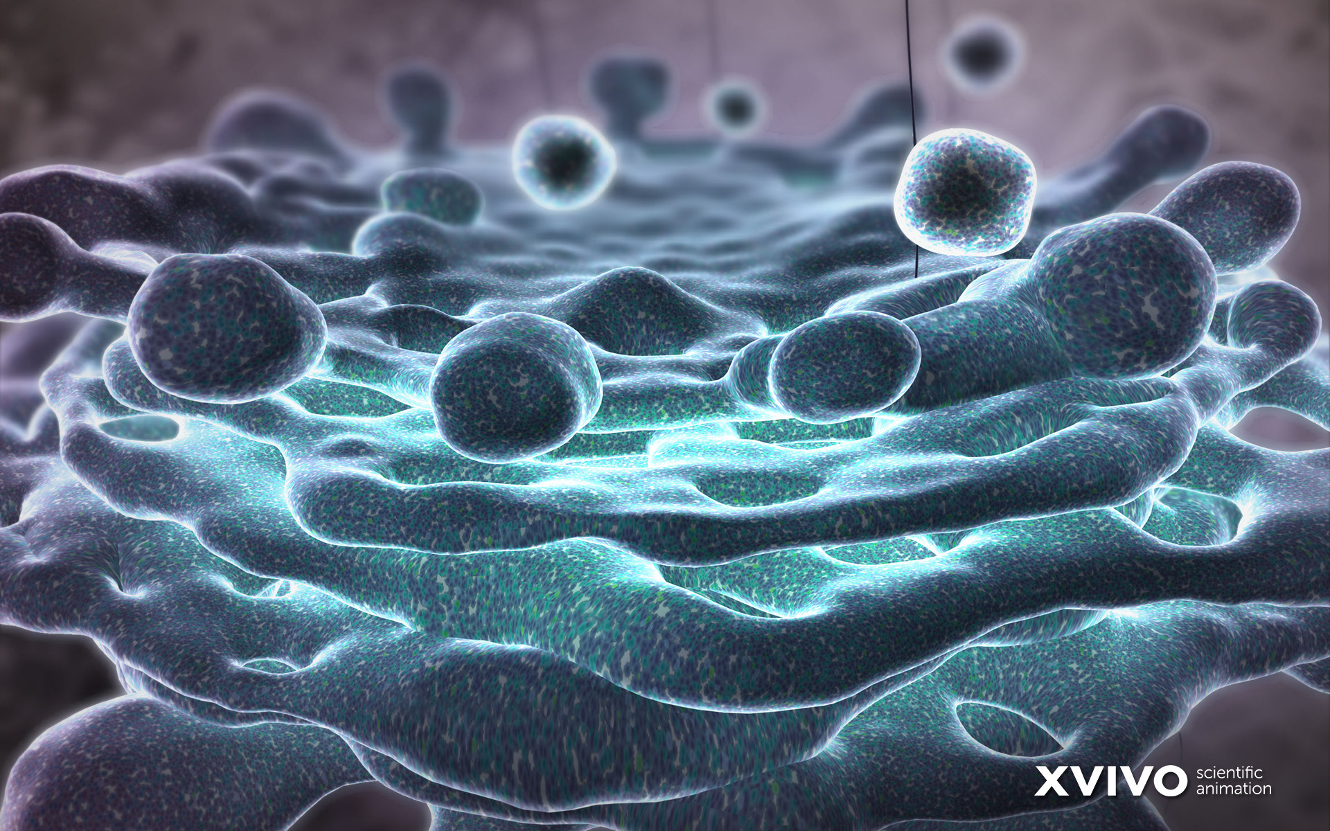 Cellule, XVIVO, Microscopia, 3D, 16:10 Full HD, sfondo widescreen